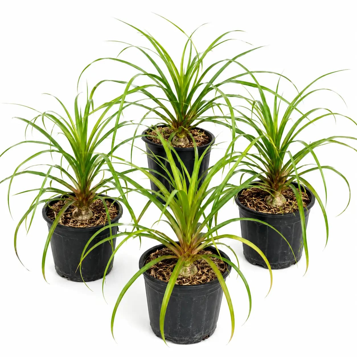 Ponytail Palm