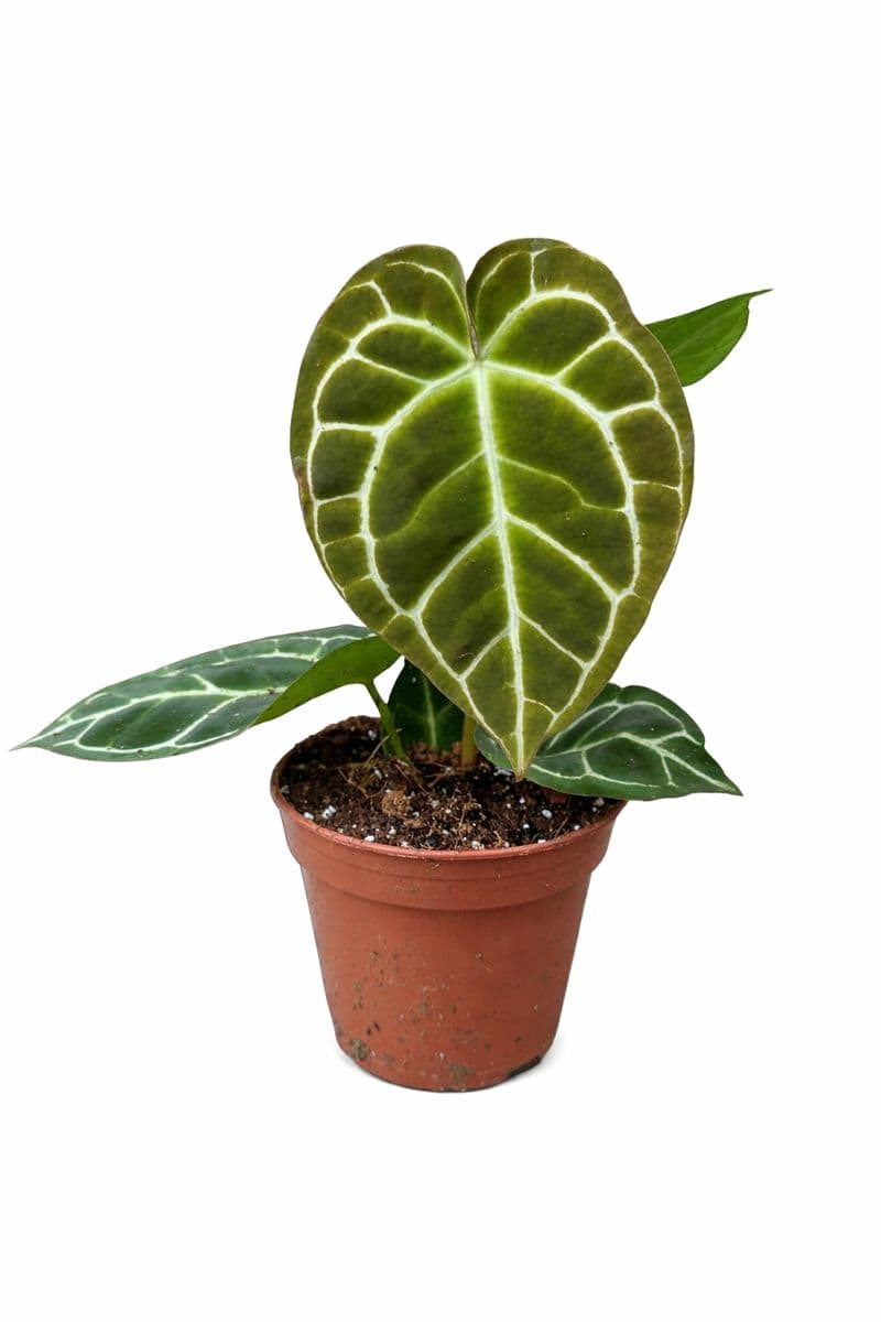 Anthurium Crystallinum thumbnail 1