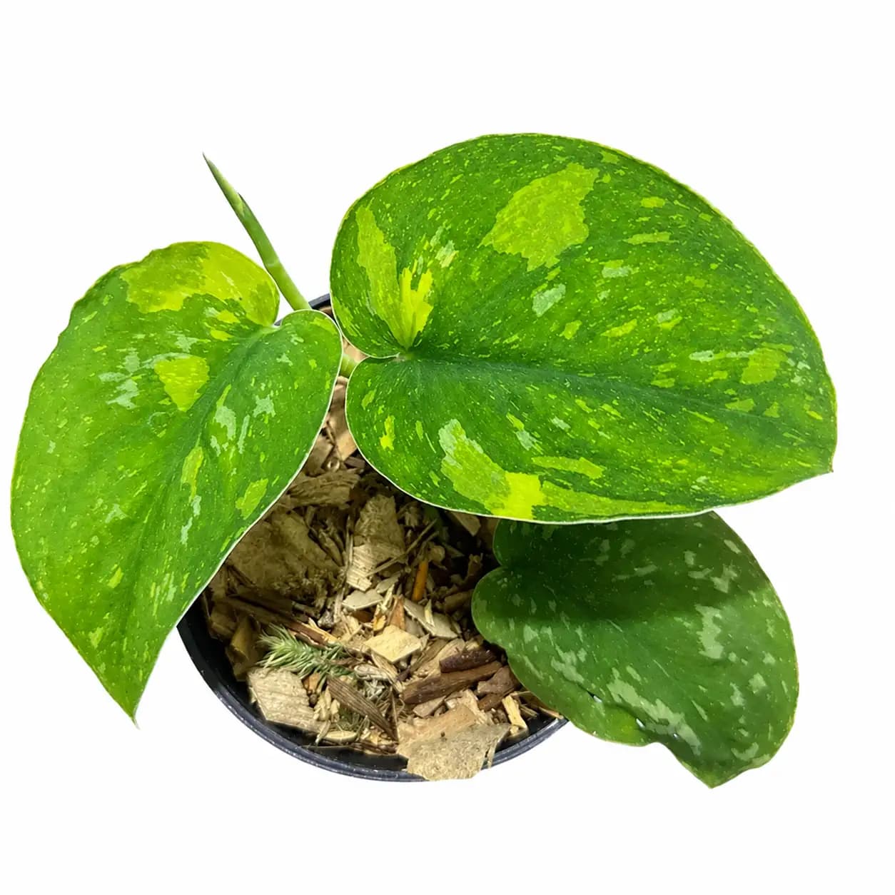 Scindapsus Baticon Variegated