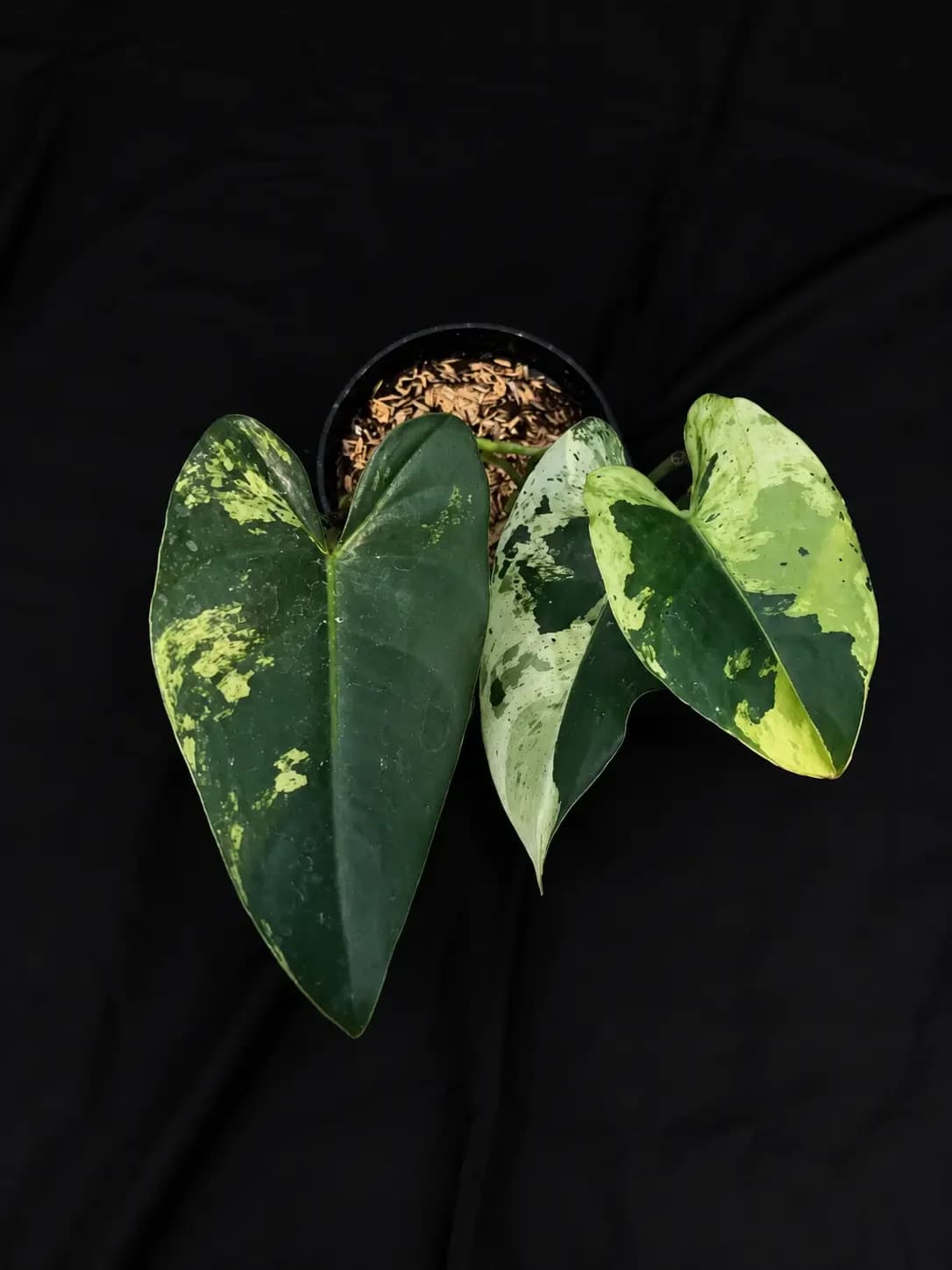 Philodendron ilsemanii variegated thumbnail 2
