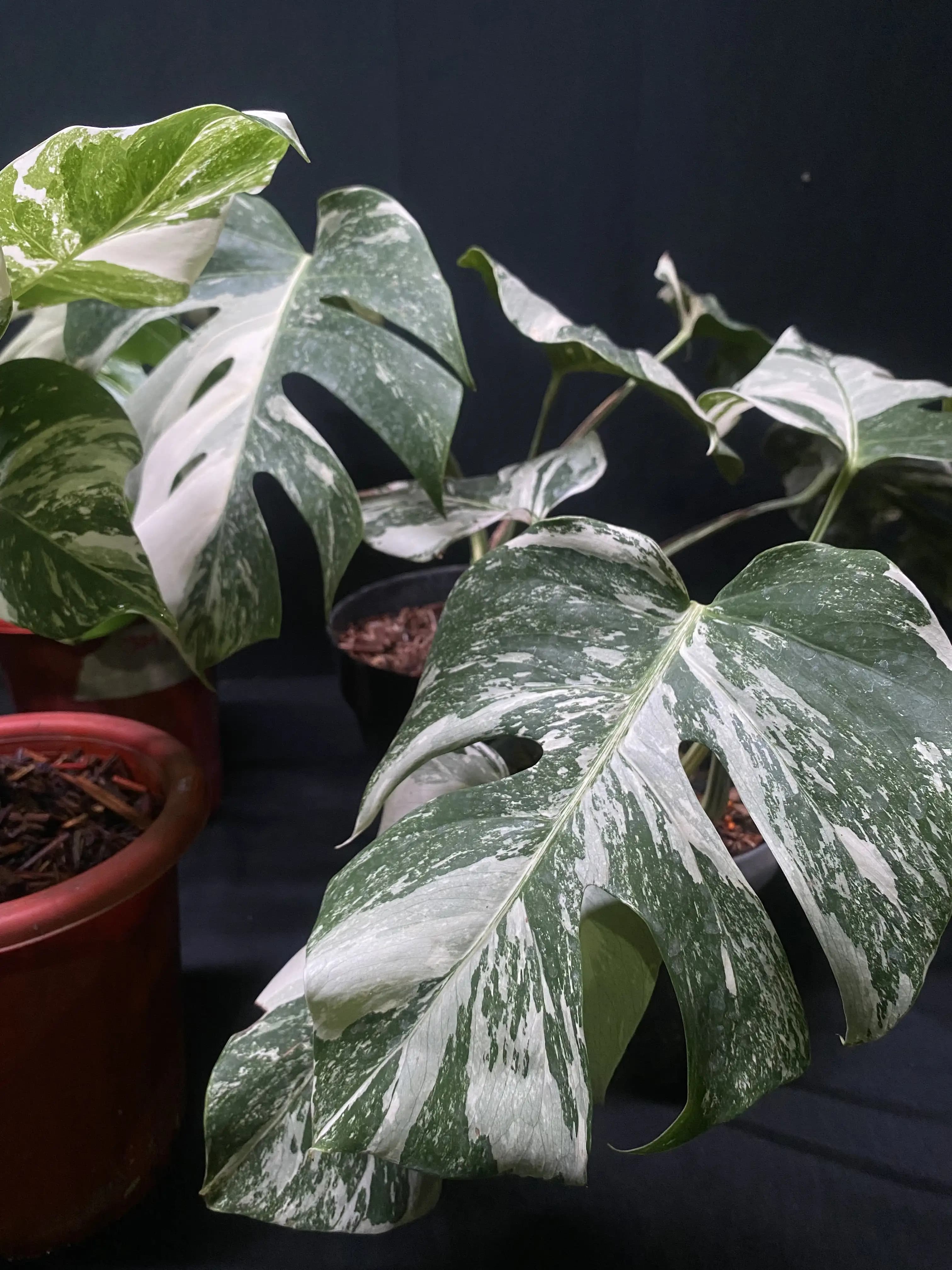 Monstera Albo Variegated thumbnail 4