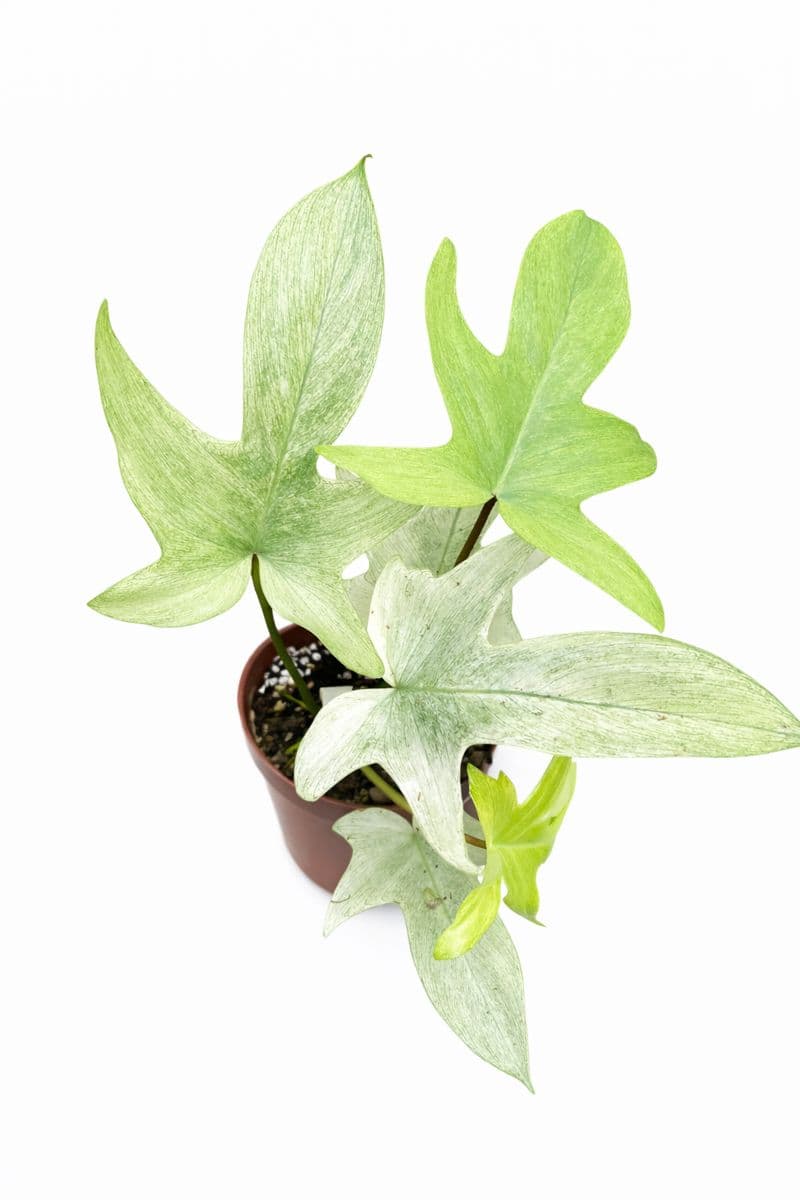 Philodendron Florida Ghost Mint