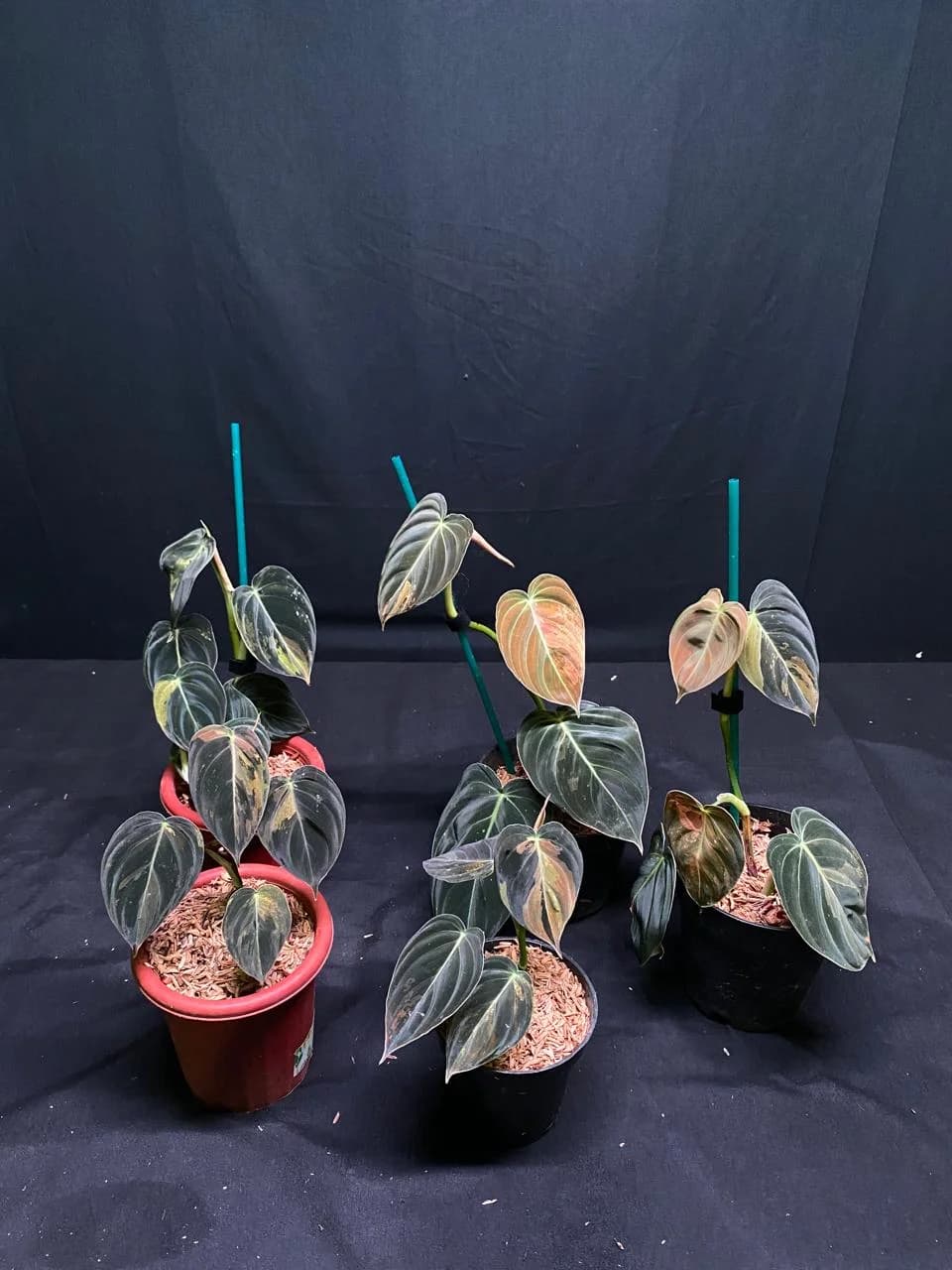 Philodendron Melanochrysum Variegated thumbnail 3