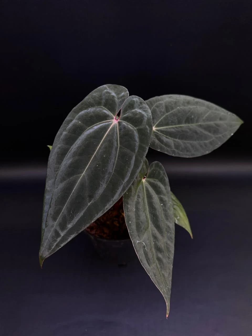 Anthurium Bloody Night x RVDP