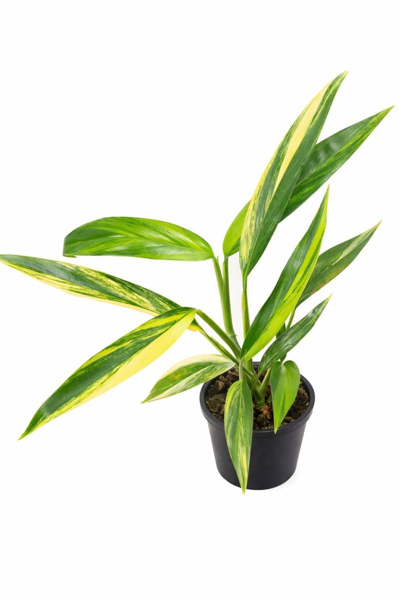 Epipremnum Amplissimum Variegated thumbnail 1