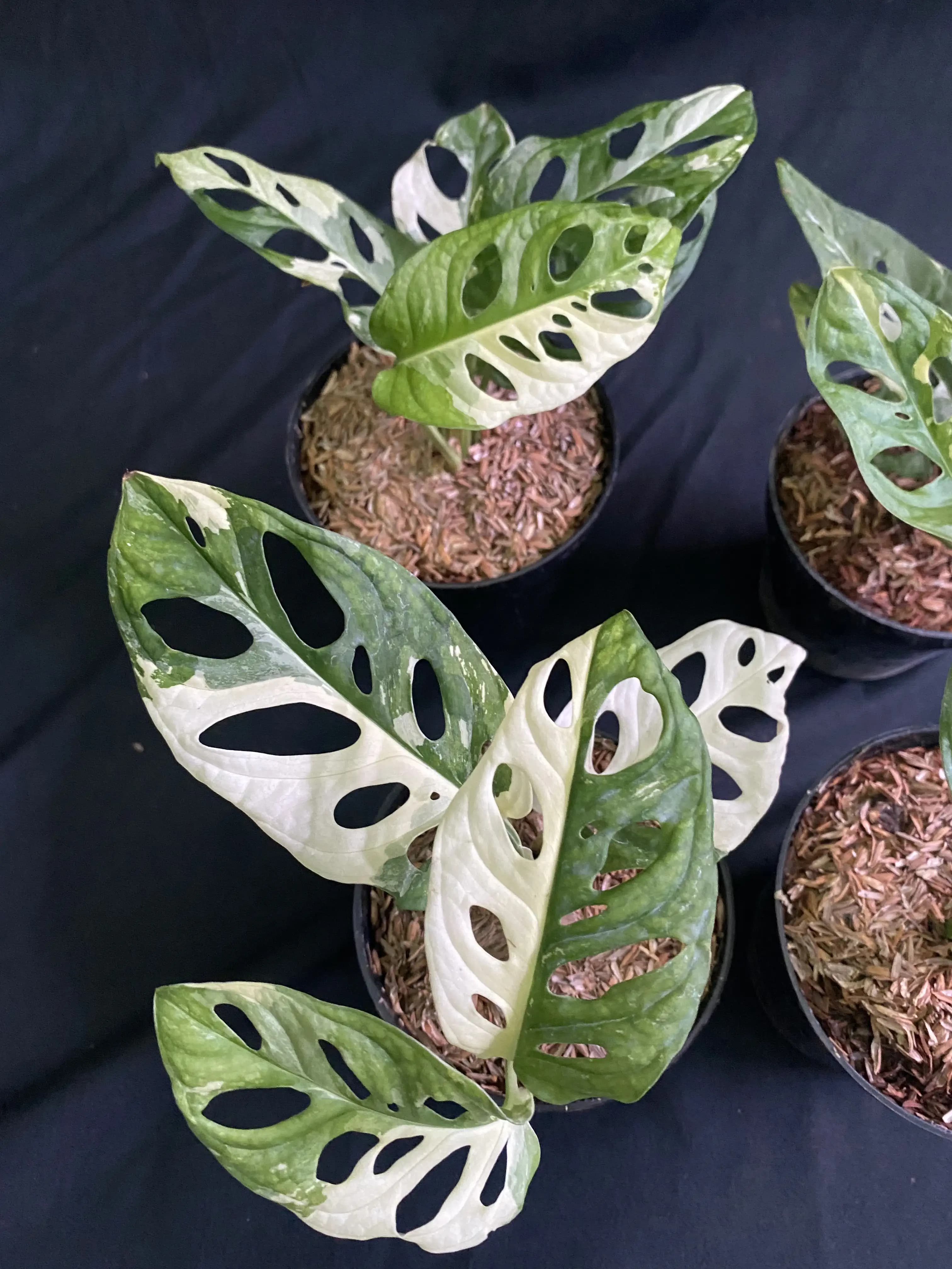 Monstera adansonii variegata thumbnail 4