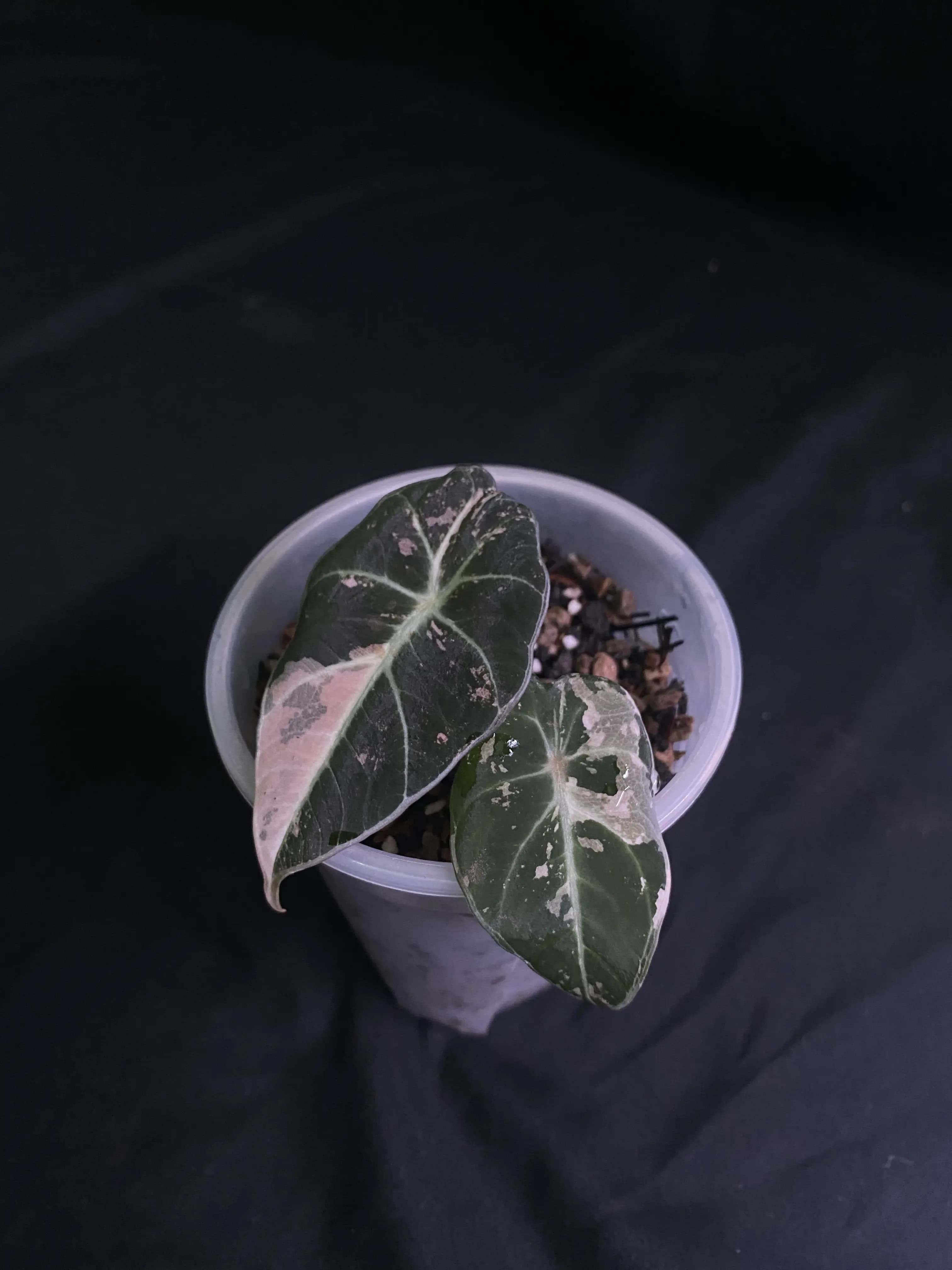 Alocasia Black Velvet Pink Variegated thumbnail 2