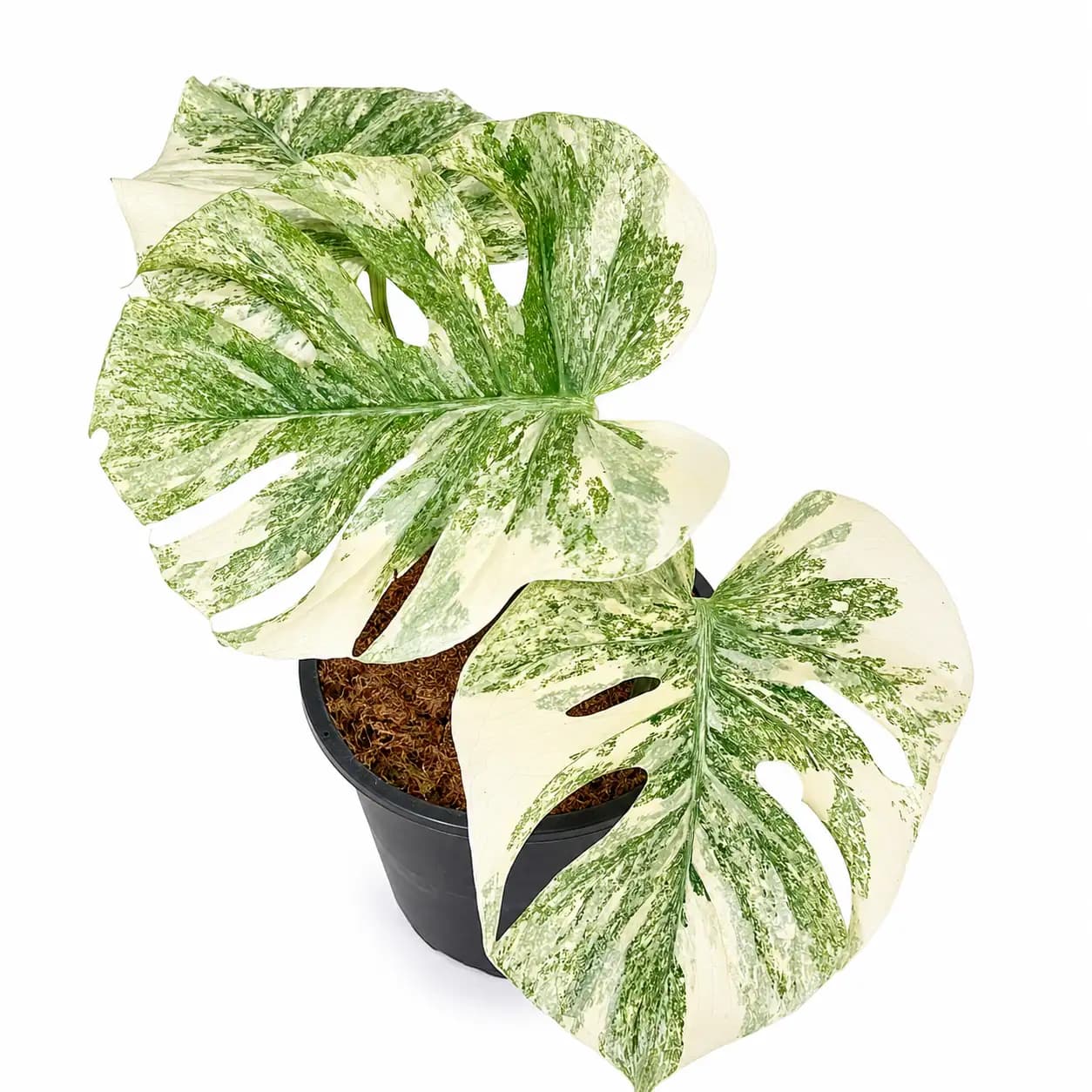 Monstera Legacy Variegated
