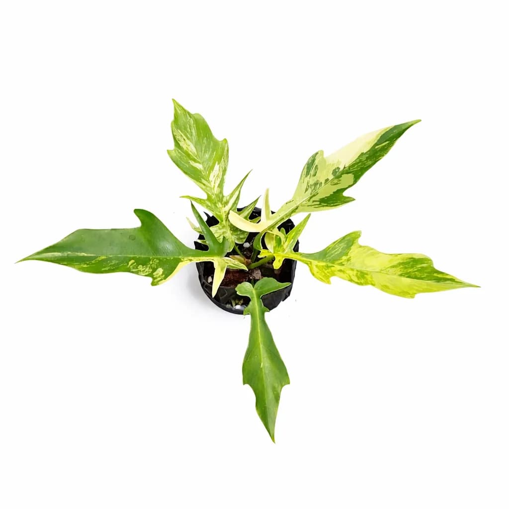 Philodendron Florida Beauty x Tortum Variegated thumbnail 1