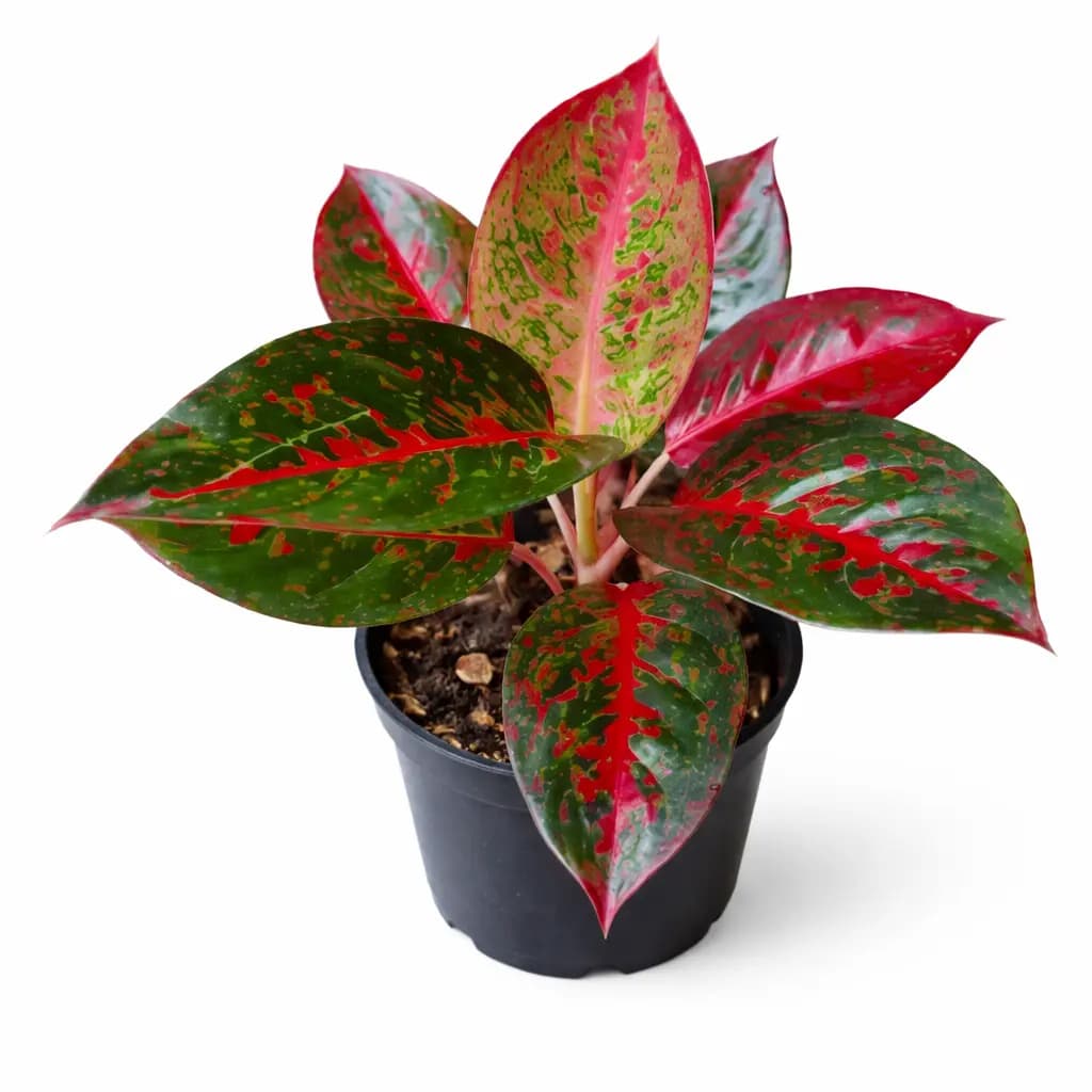 Aglaonema Red Stardust thumbnail 1