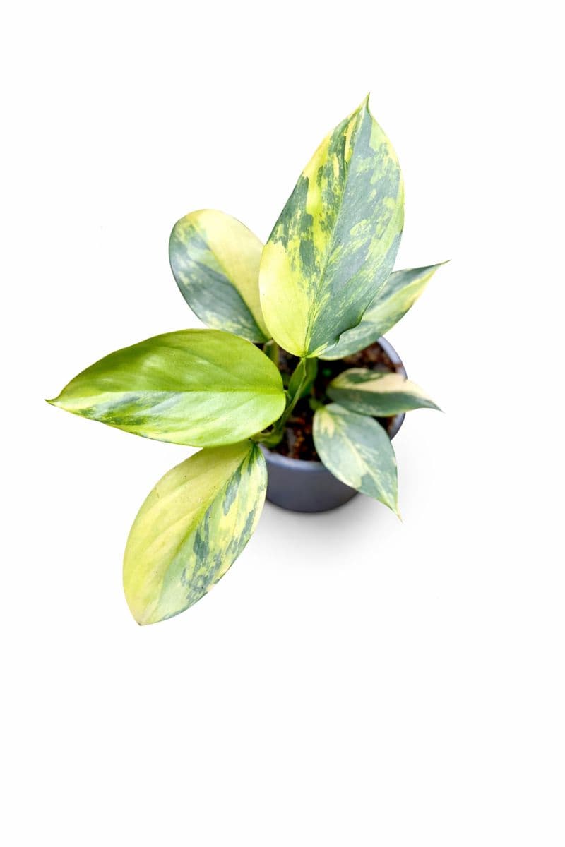 Philodendron Hastatum Silver Sword Variegated thumbnail 1