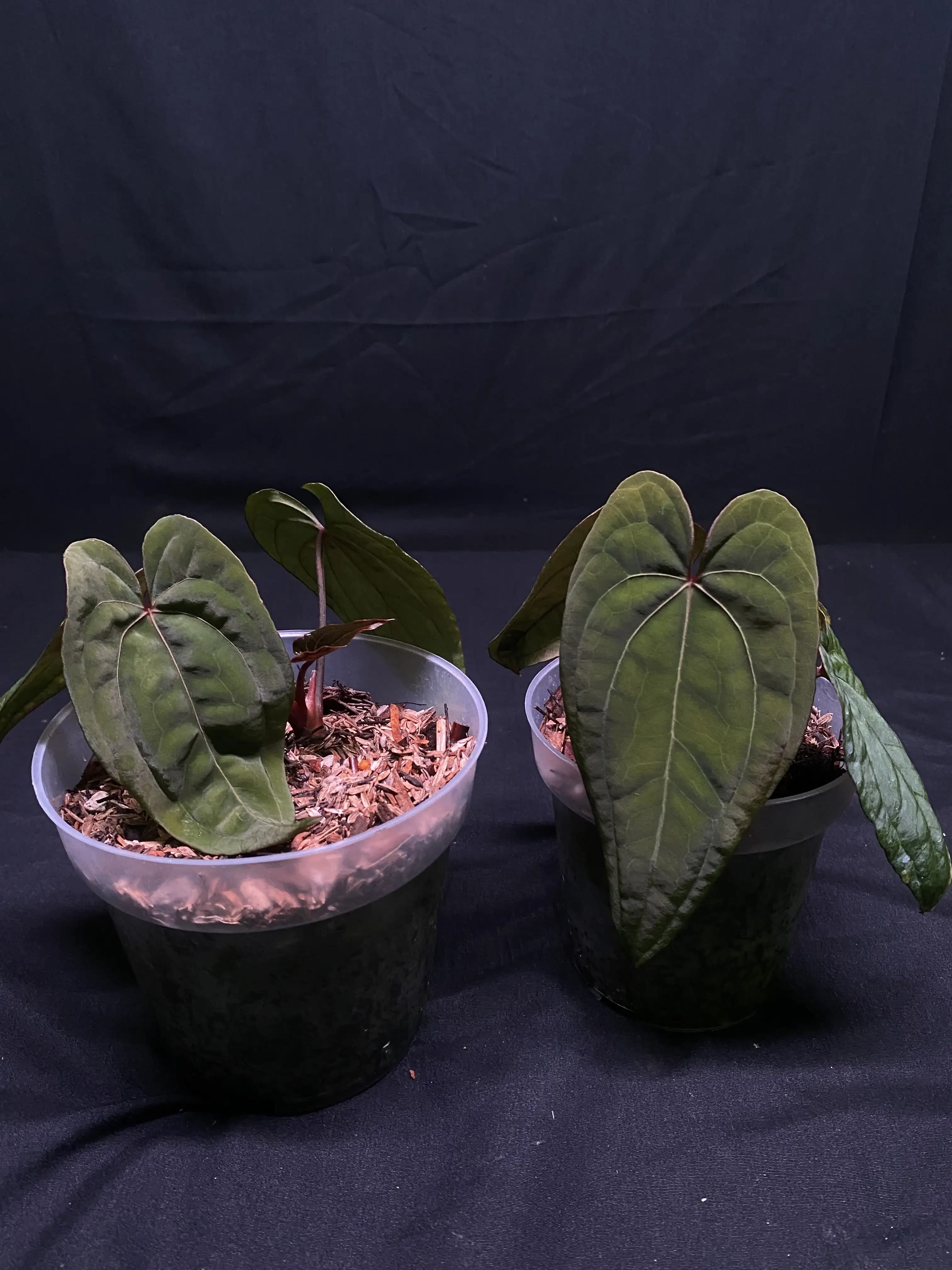 Anthurium Red Vein Dark Phoenix (RVDP)
