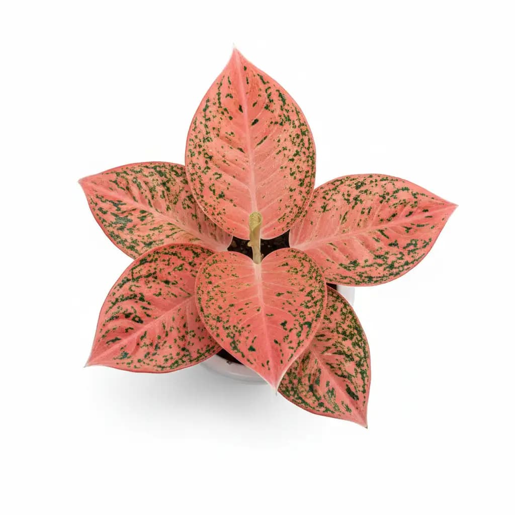 Aglaonema Orange Stardust thumbnail 1