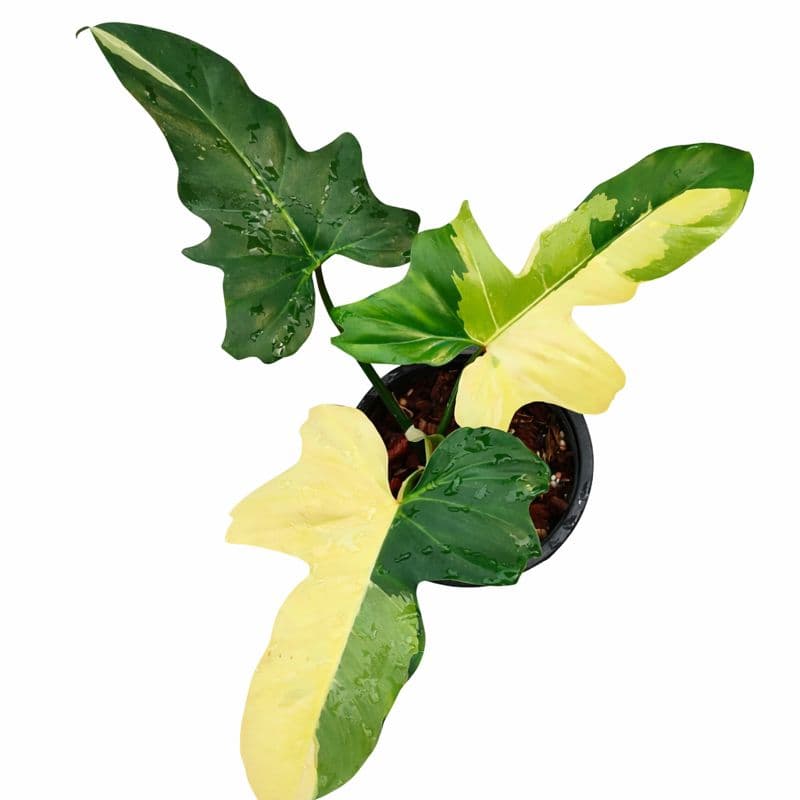 Philodendron Golden Dragon Variegated thumbnail 2