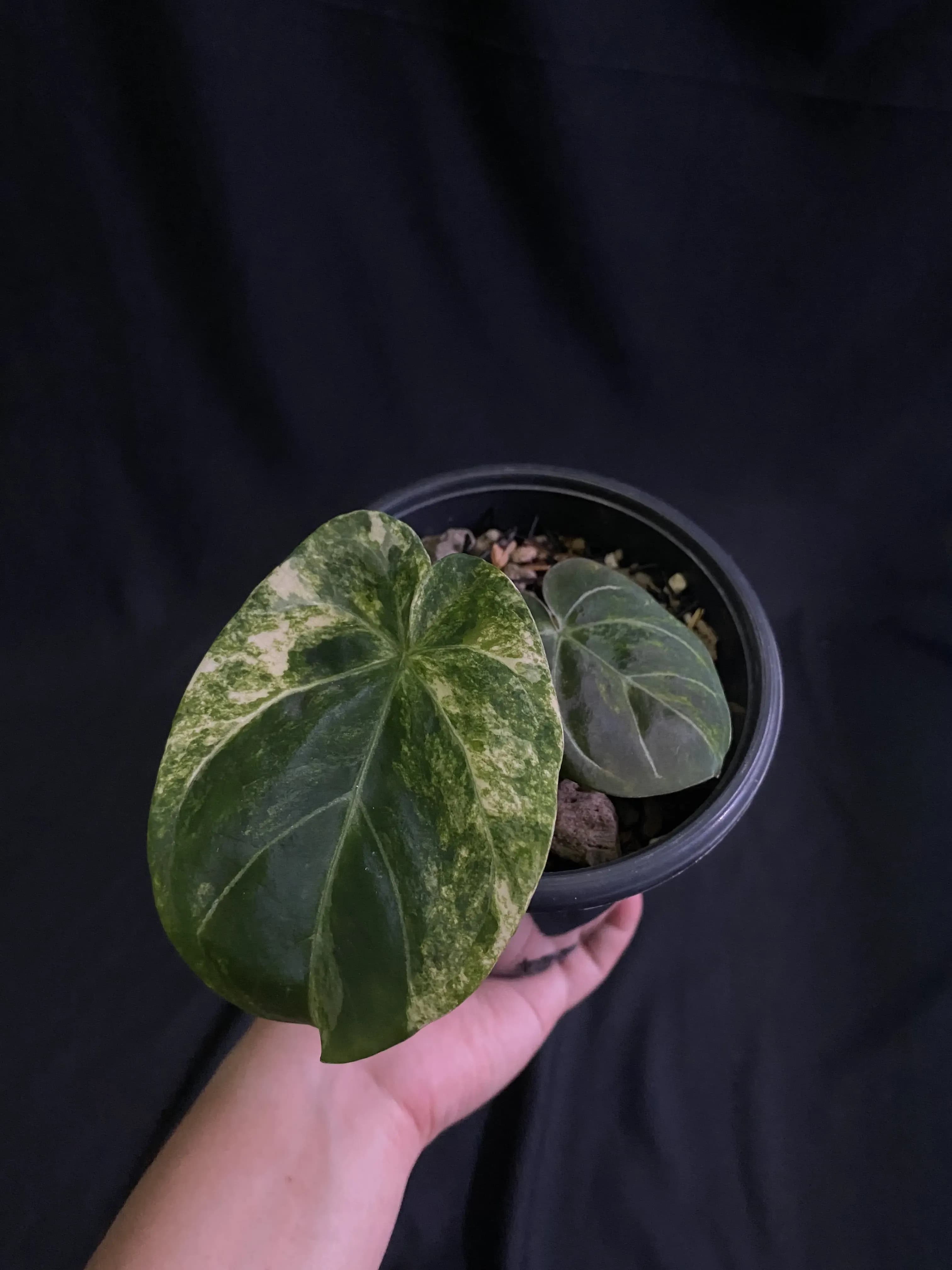 Anthurium Dressleri Variegated