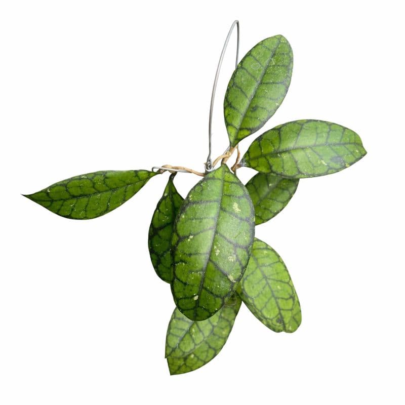 Hoya Calistophylla Black Cat thumbnail 1