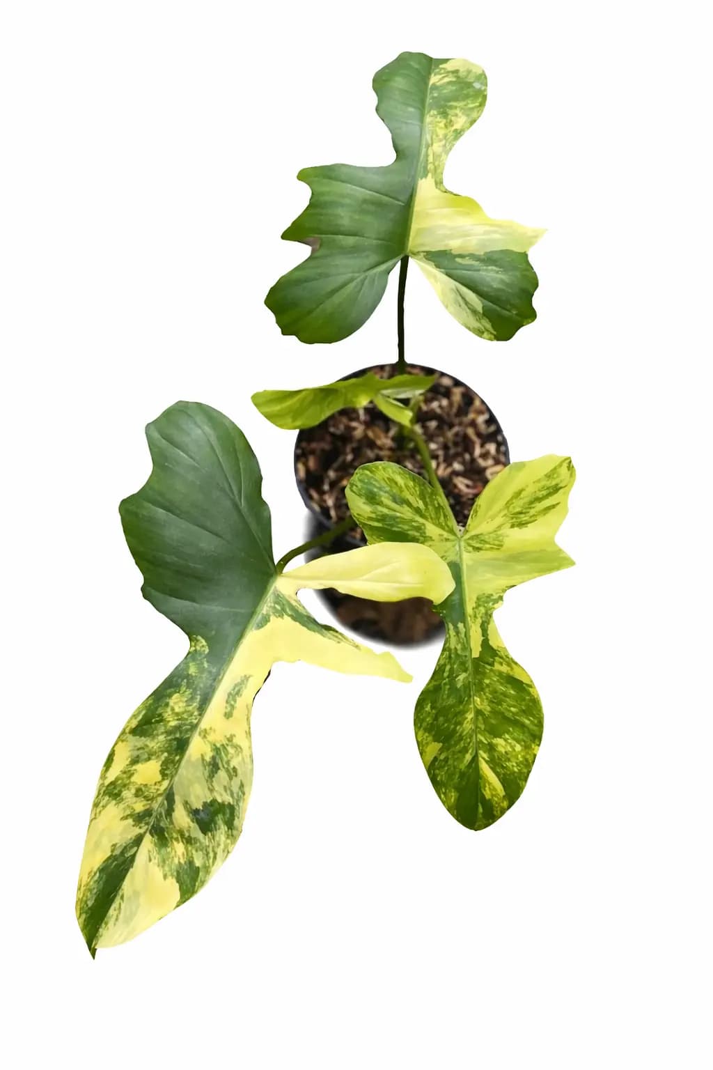 Florida Beauty x Mayoi thumbnail 1