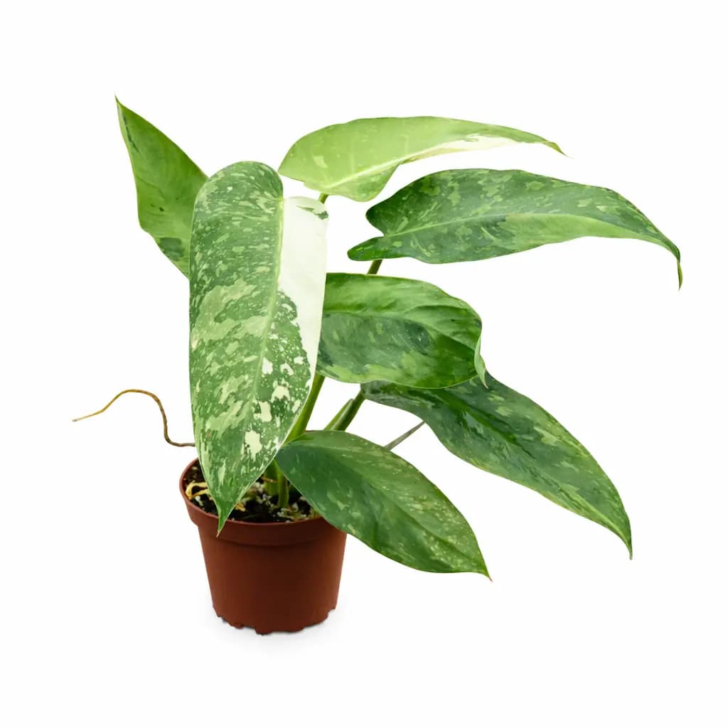 Philodendron Jose Buono Variegated thumbnail 1
