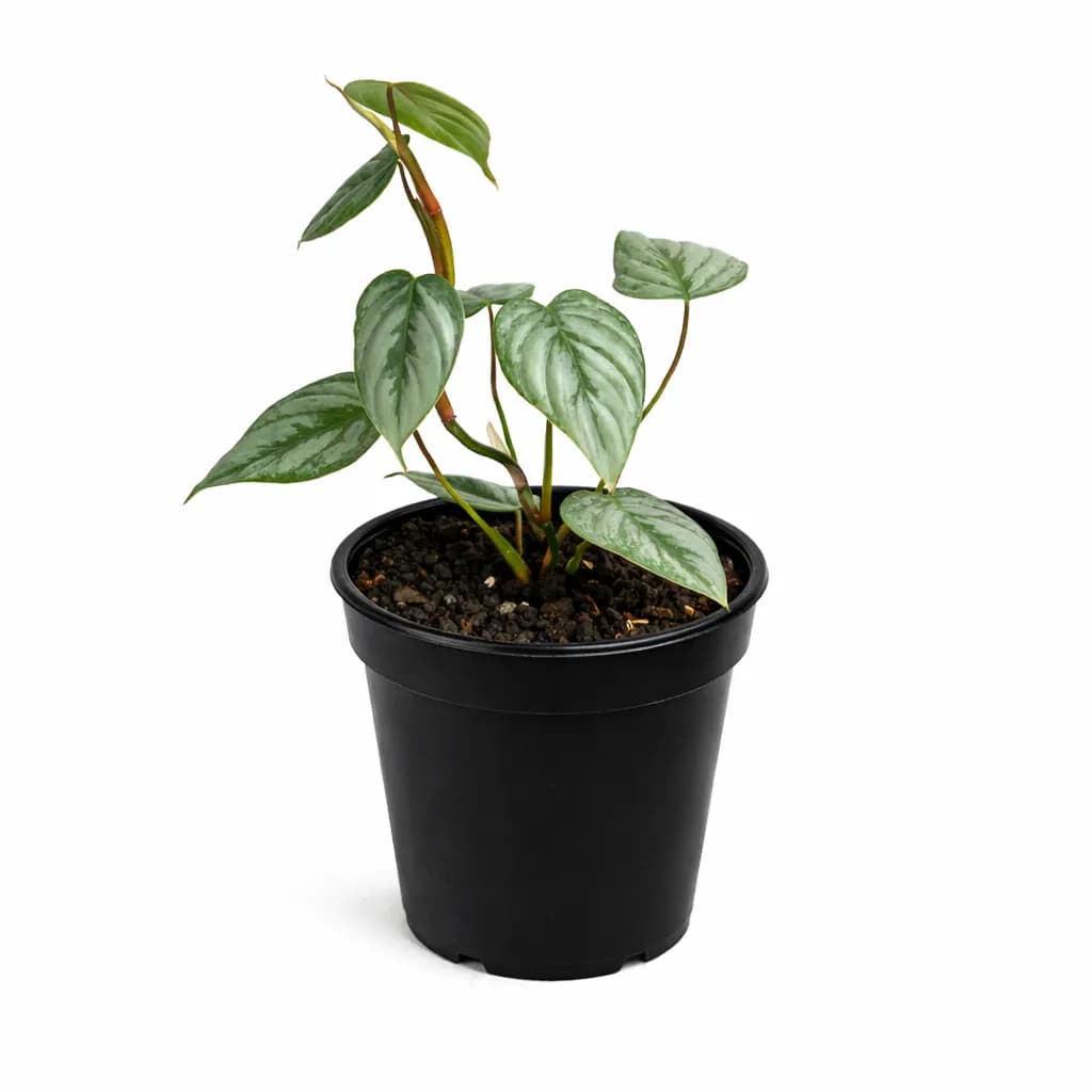 Philodendron Sodiroi