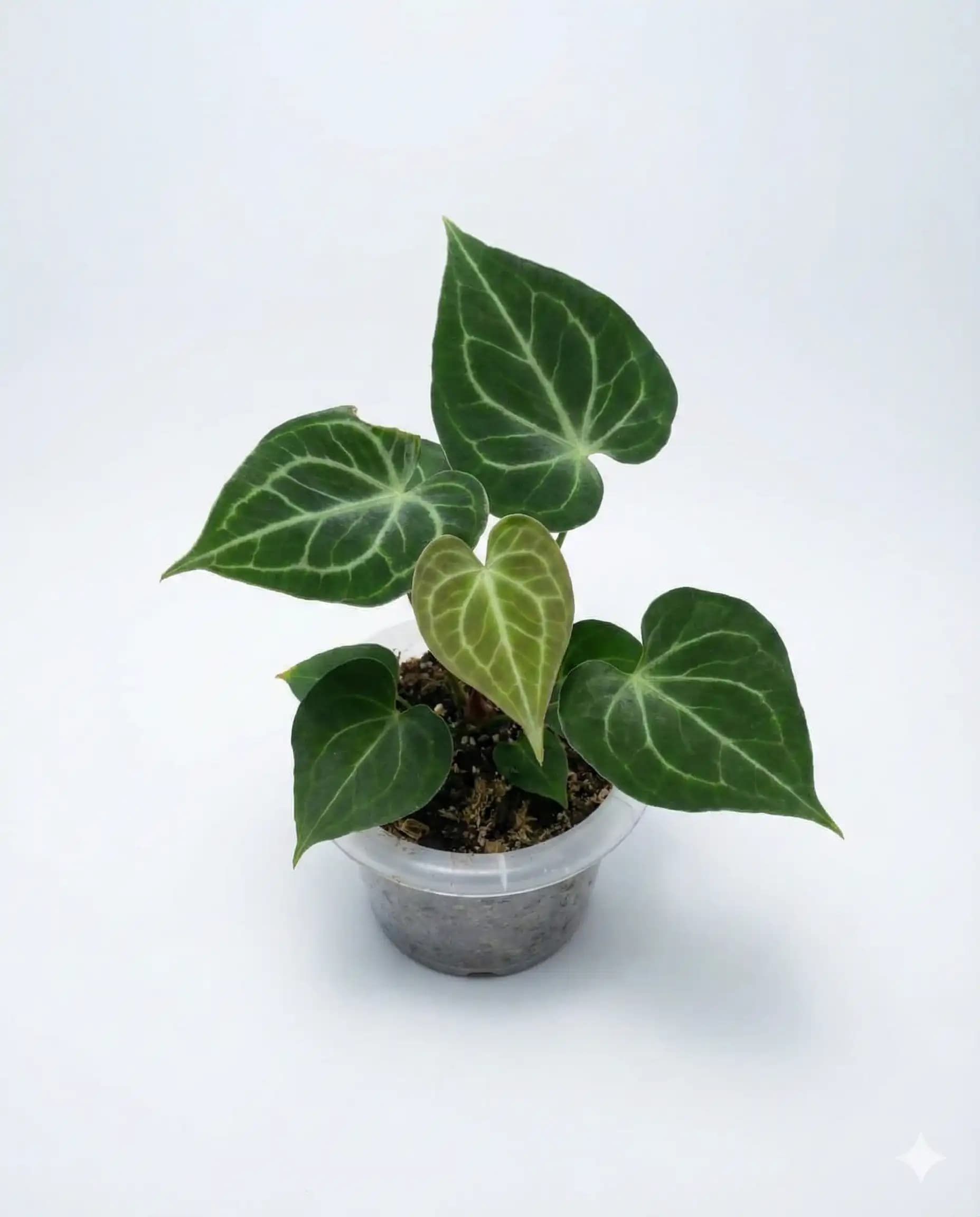 Anthurium king of clarinervium thumbnail 1