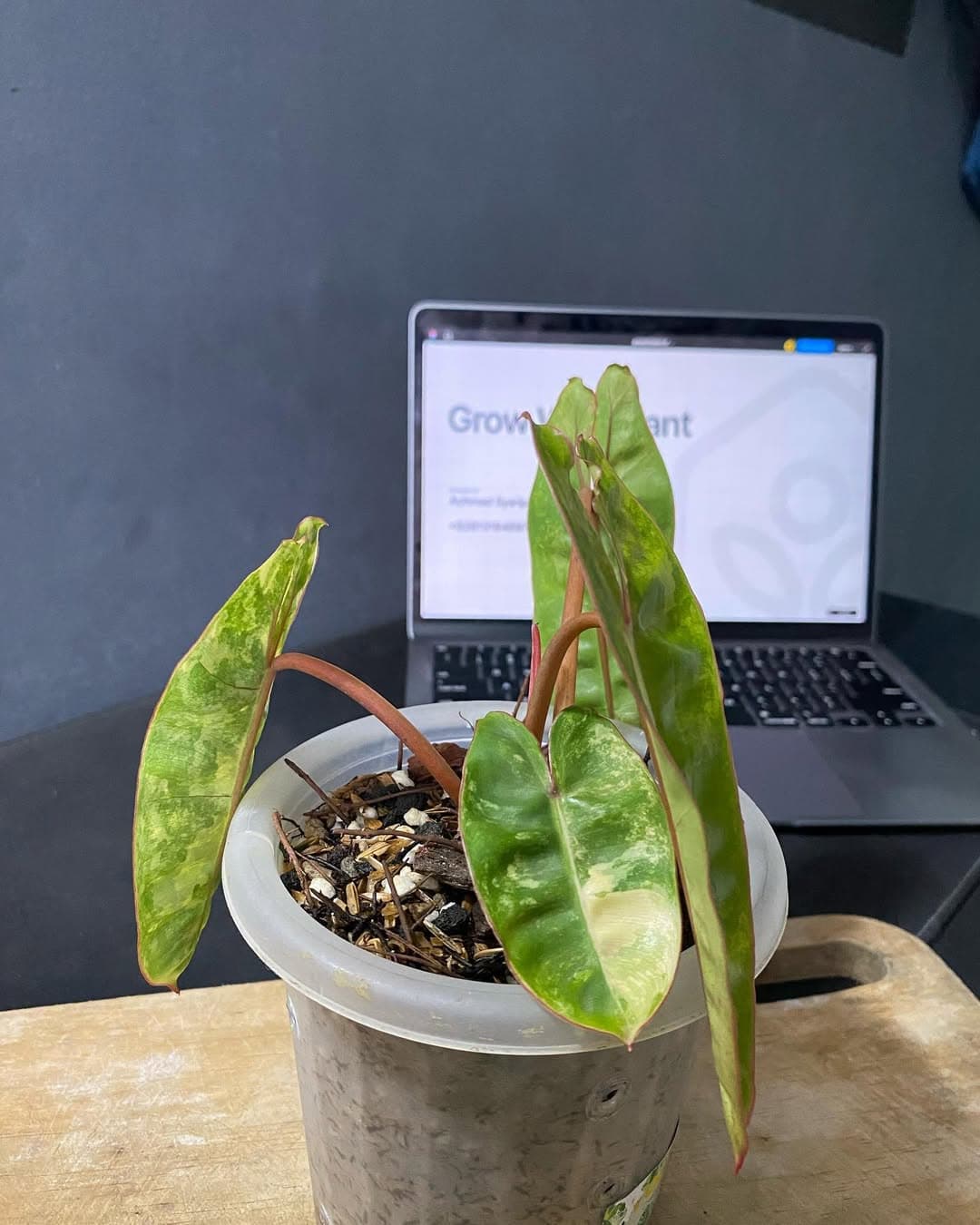 Philodendron Billietiae Variegated thumbnail 2