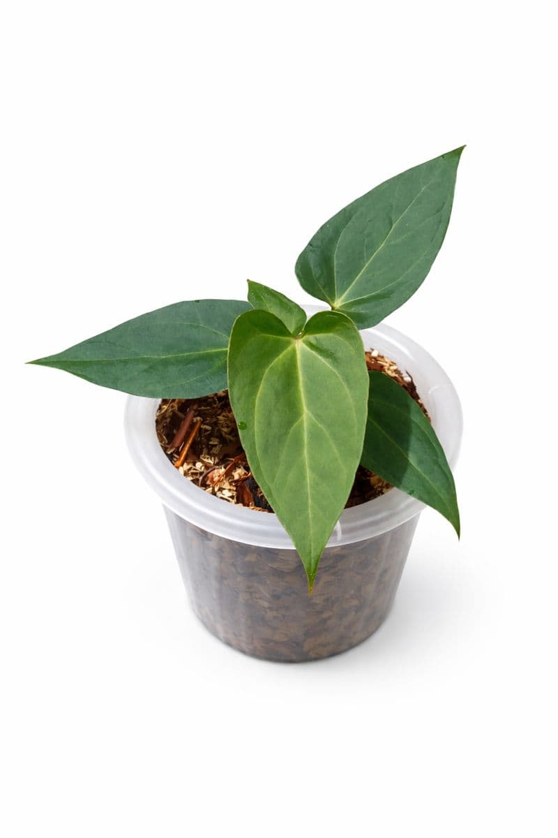 Anthurium papilaminum hybrid