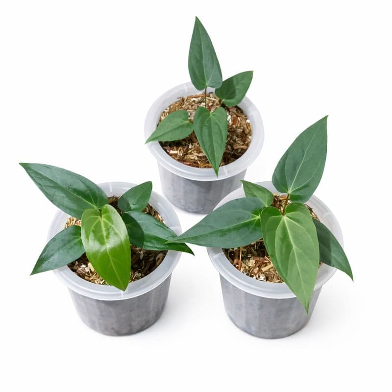 Anthurium papilaminum hybrid thumbnail 2