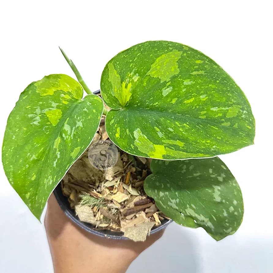 Scindapsus Baticon Variegated