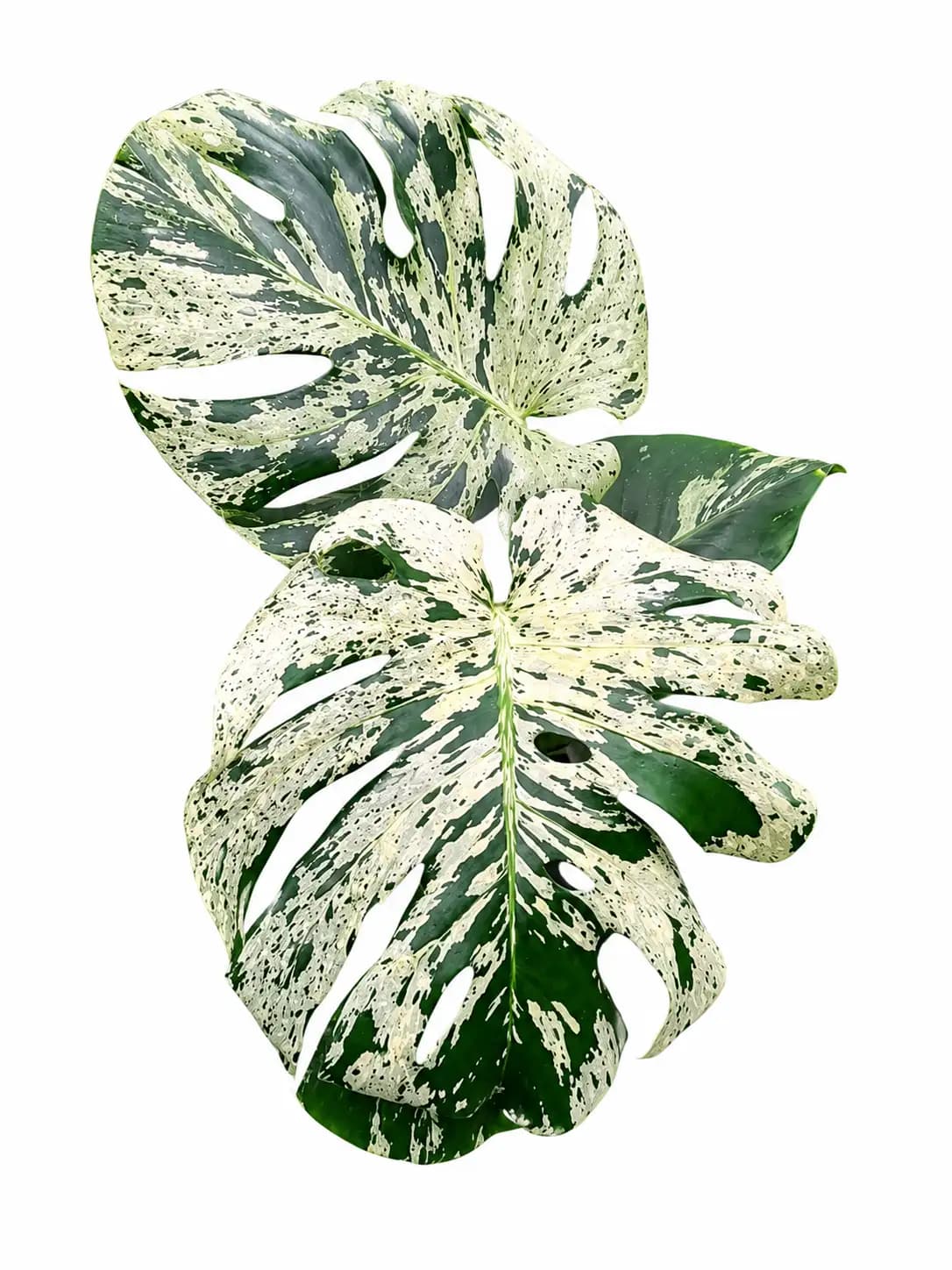 Monstera vietciosa thumbnail 2