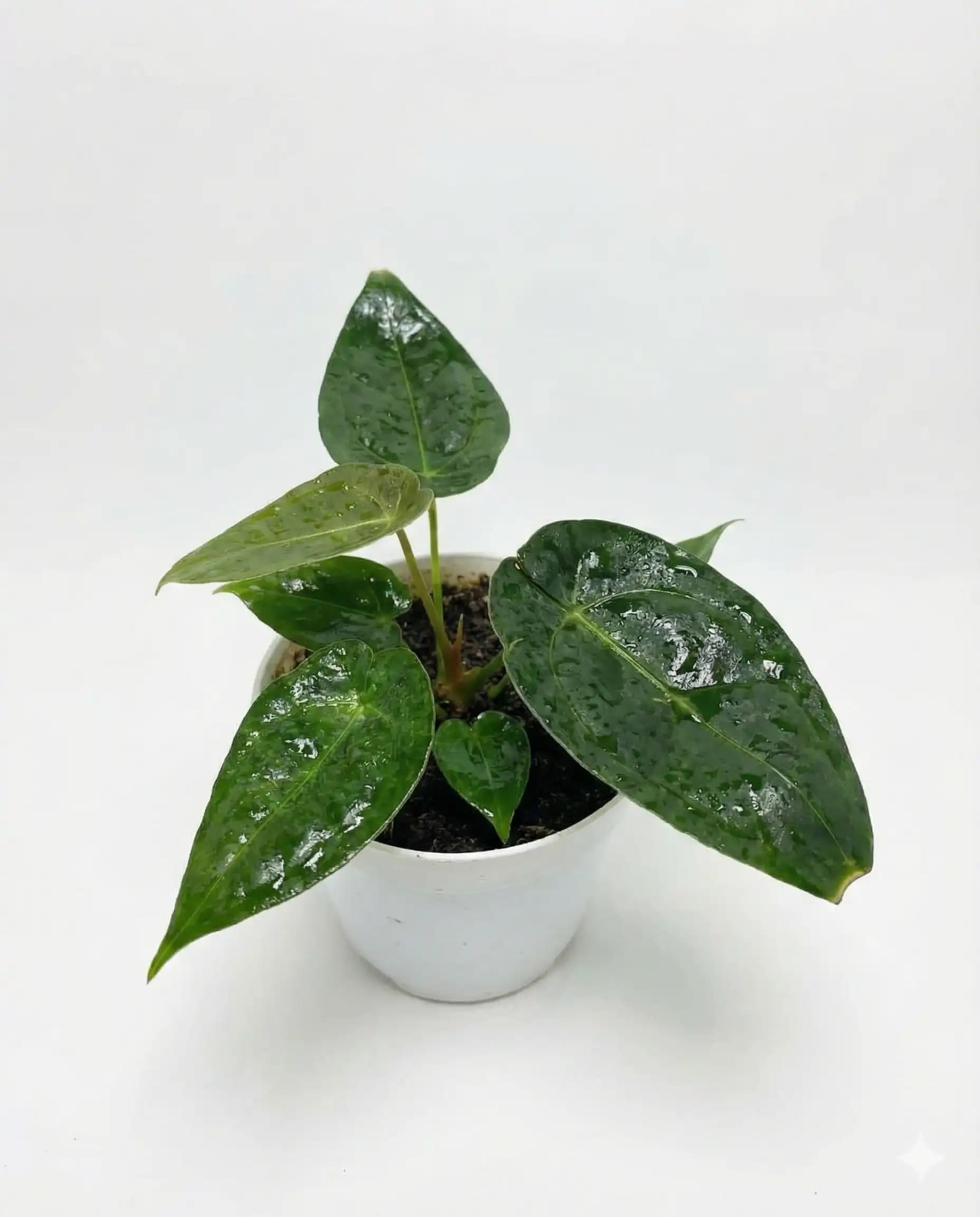 Anthurium Forgeti thumbnail 2