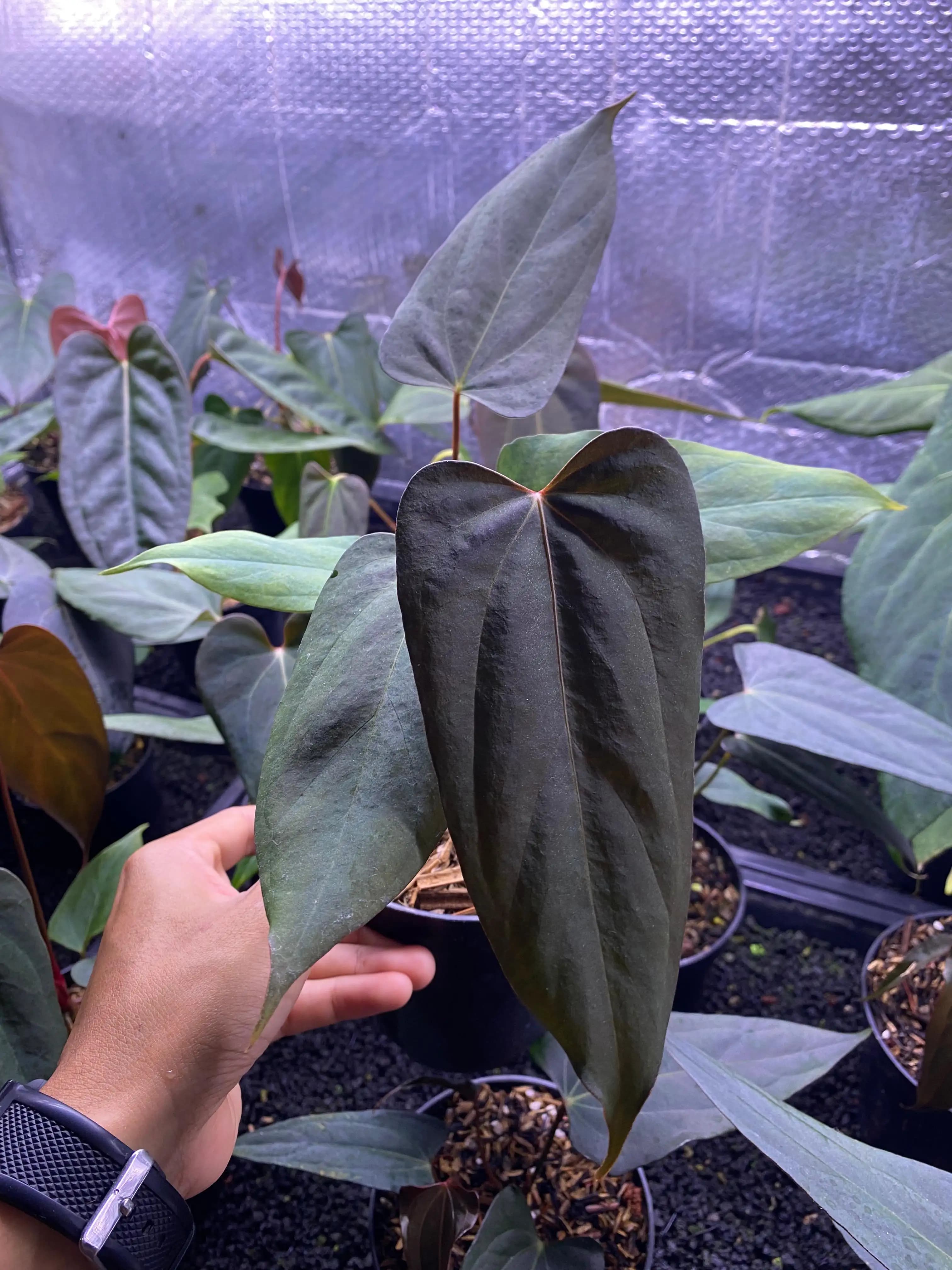Anthurium Fort Sherman x Black Sweet | GrowWithPlant