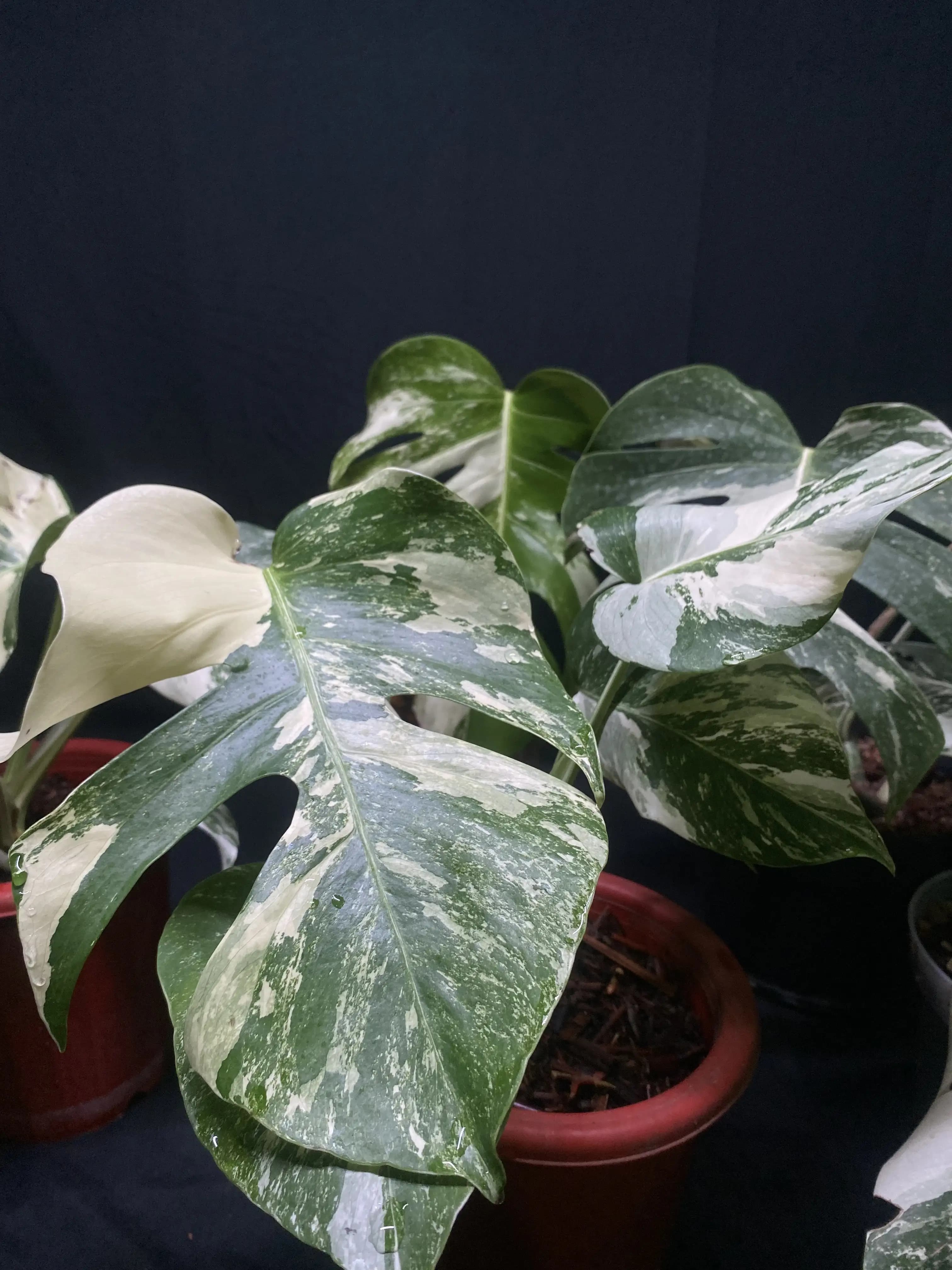 Monstera Albo Variegated thumbnail 2