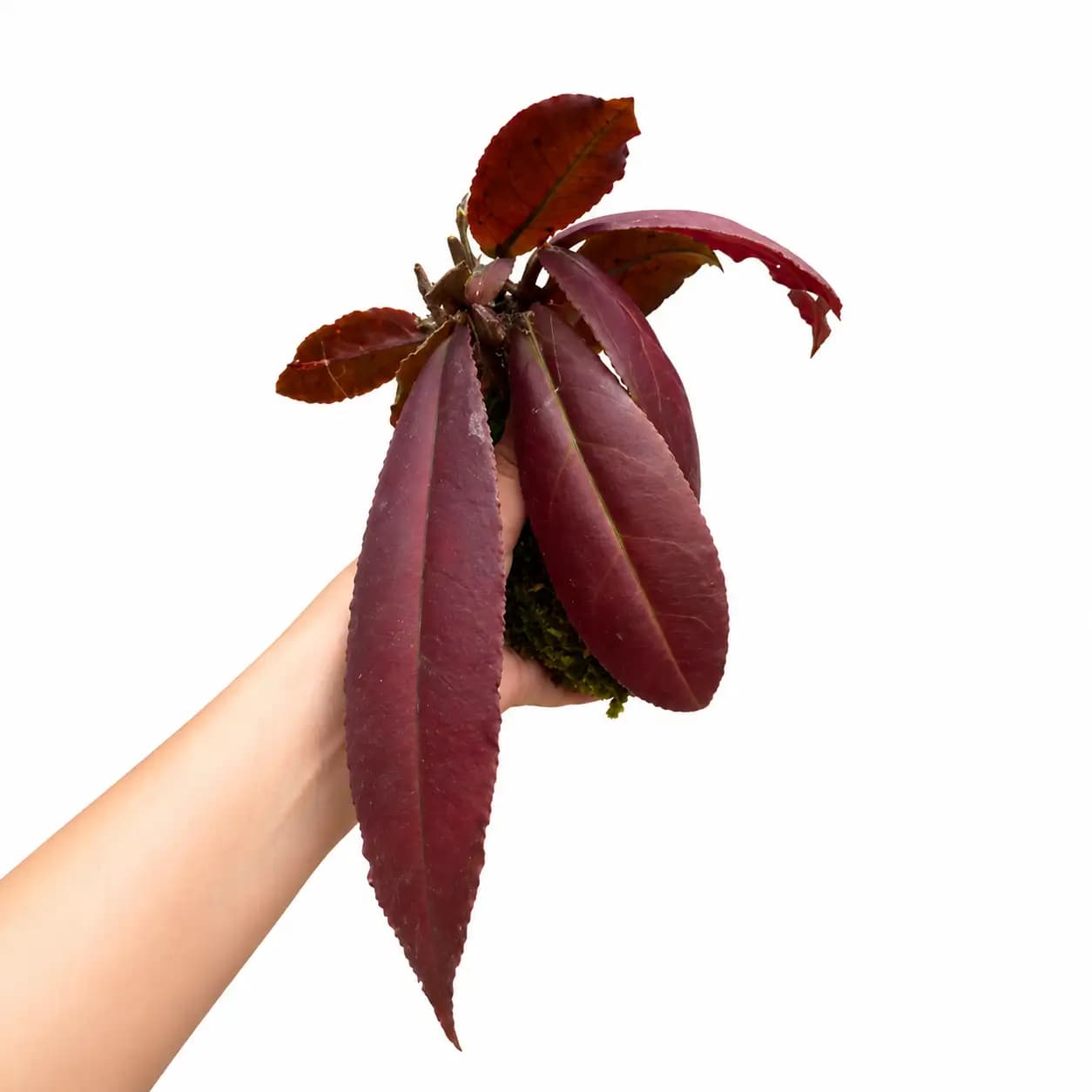 Hoya Undulata Red