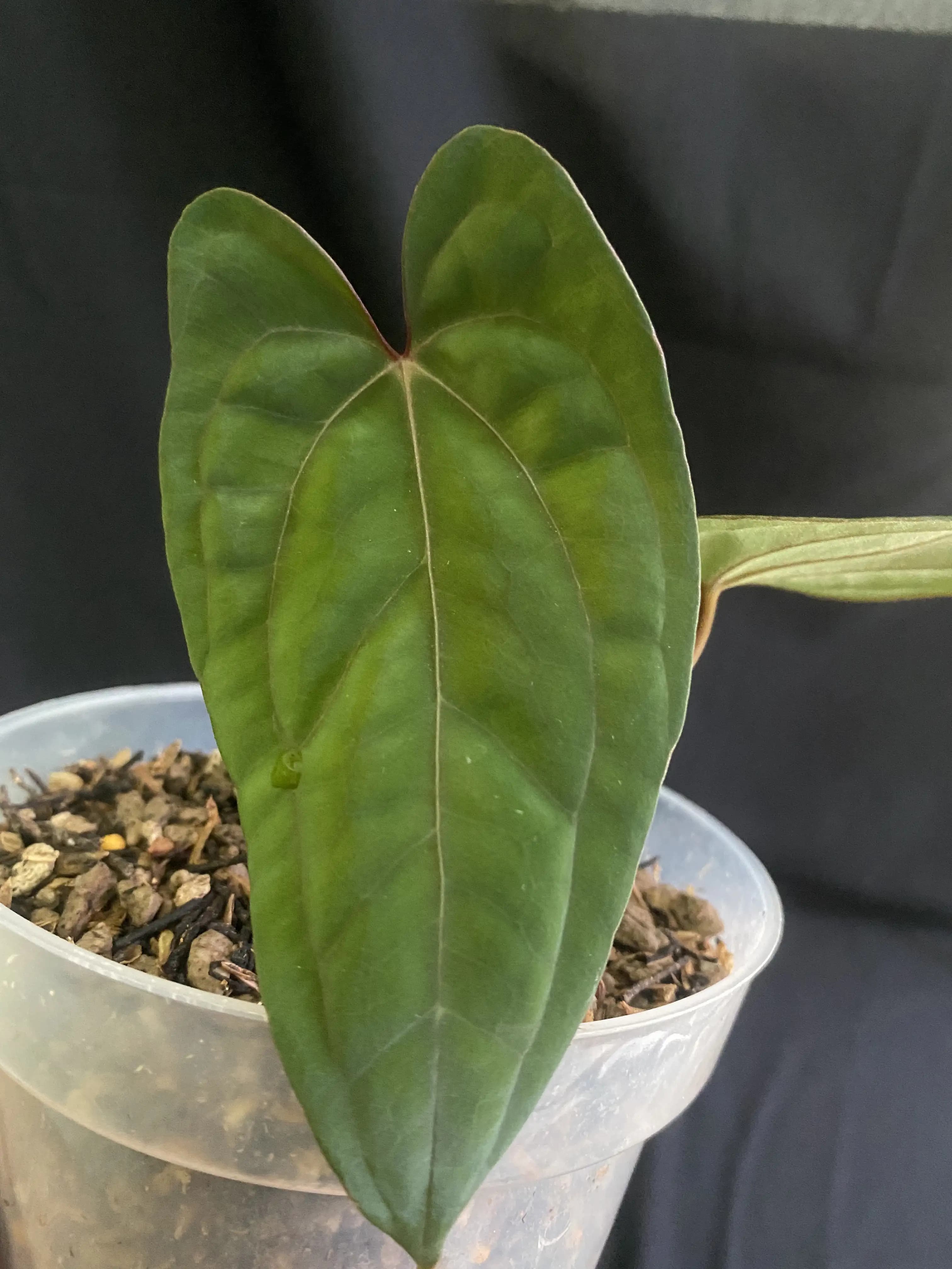 Anthurium Red Vein Dark Phoenix (RVDP) thumbnail 1