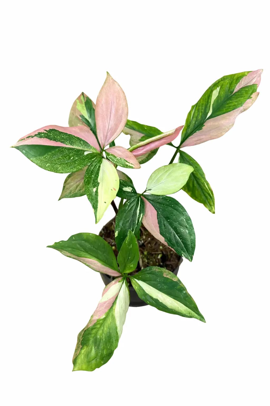 Syngonium Red Spot Tricolor thumbnail 2