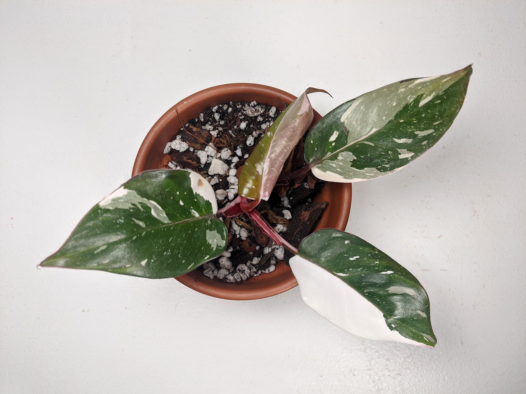 Philodendron Red Anderson thumbnail 2