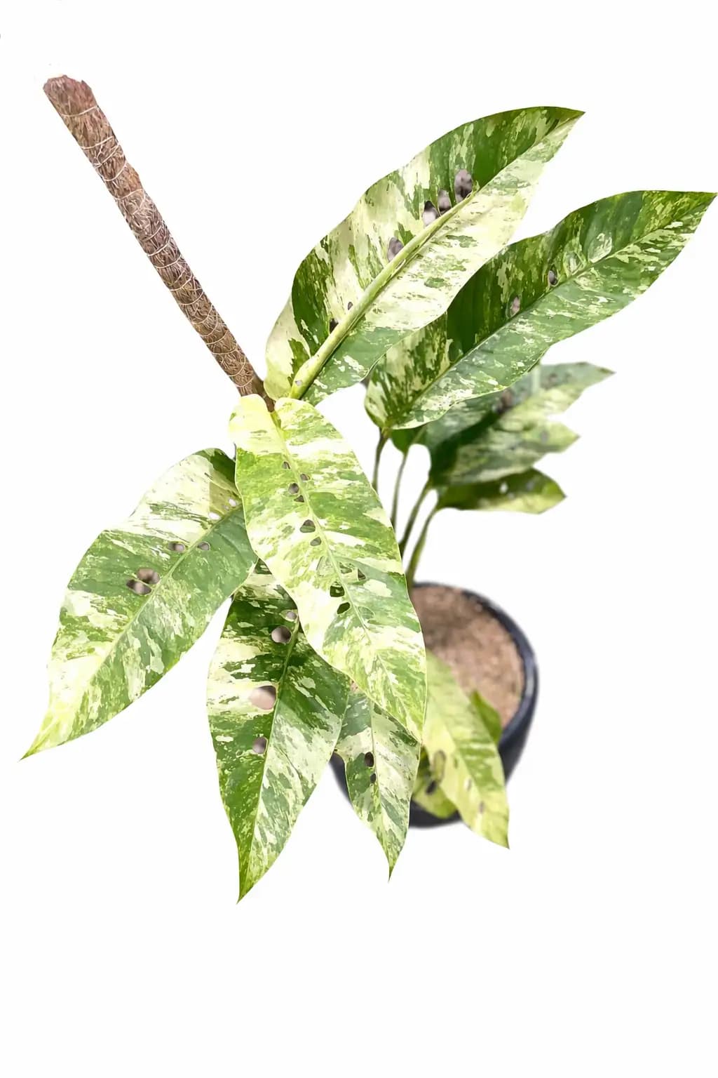 Rhaphidophora Foraminifera Albo thumbnail 1