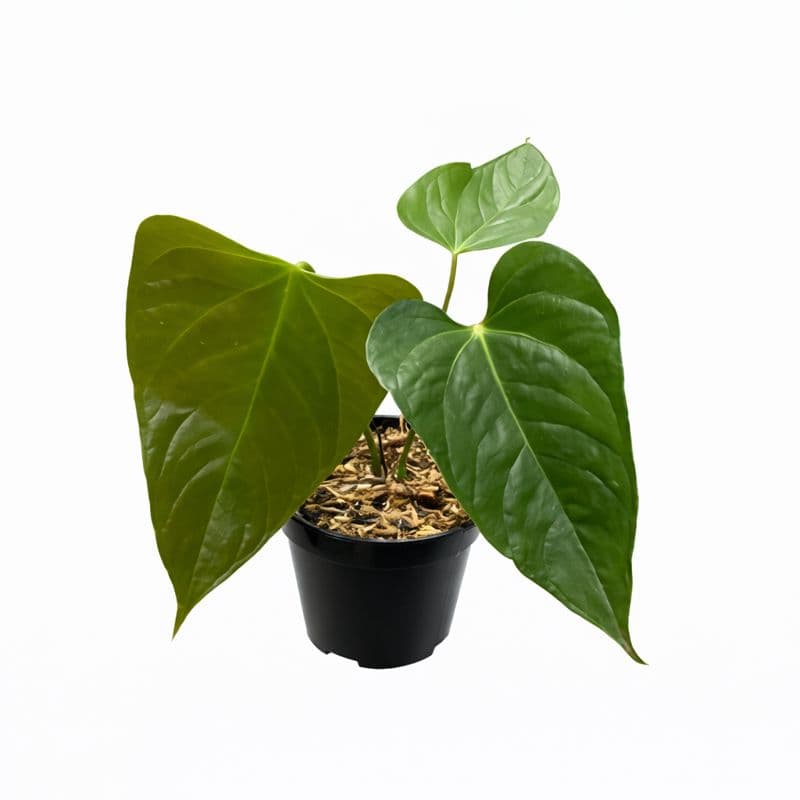 Anthurium Chamberlaini thumbnail 1