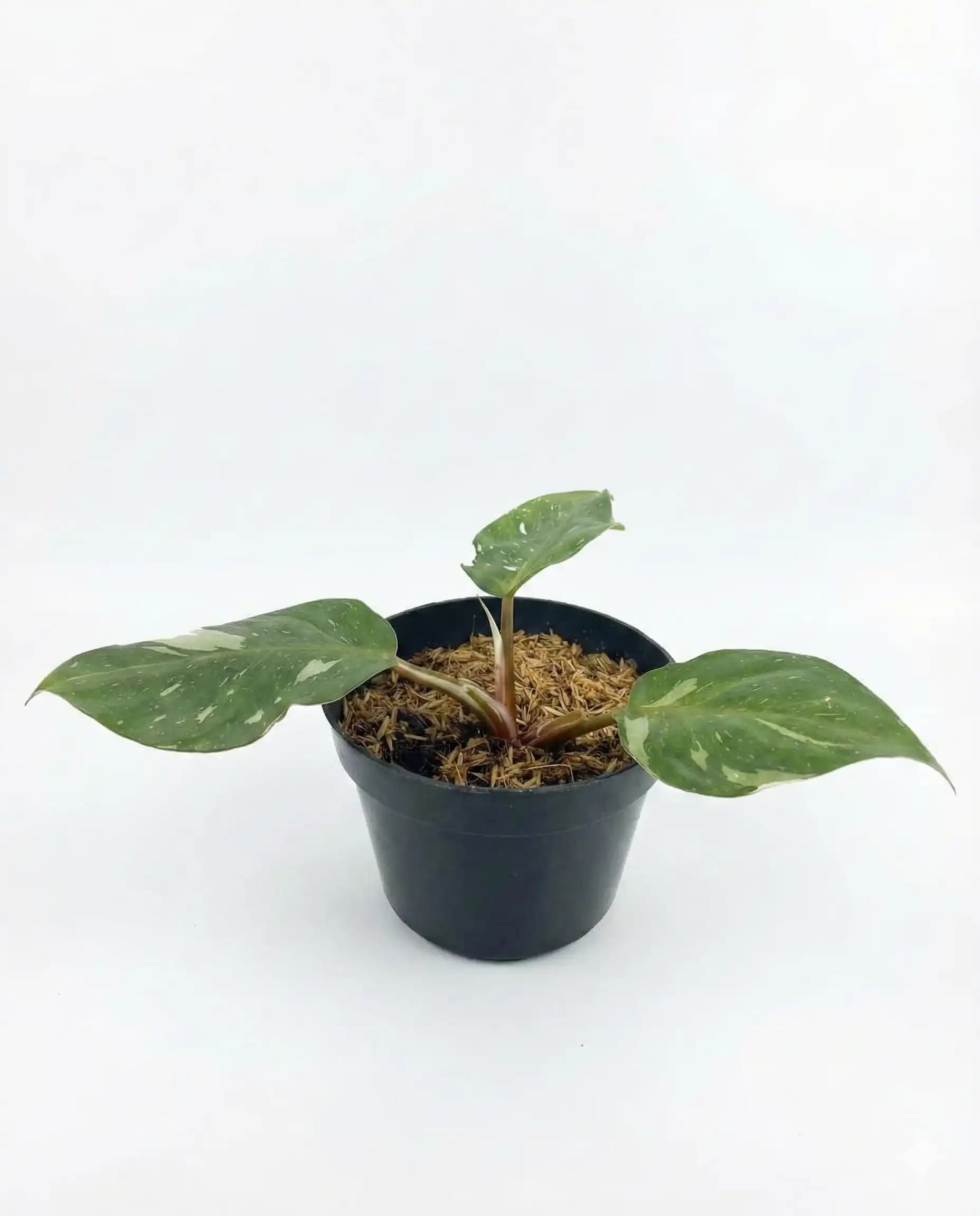 Philodendron White Knight thumbnail 2