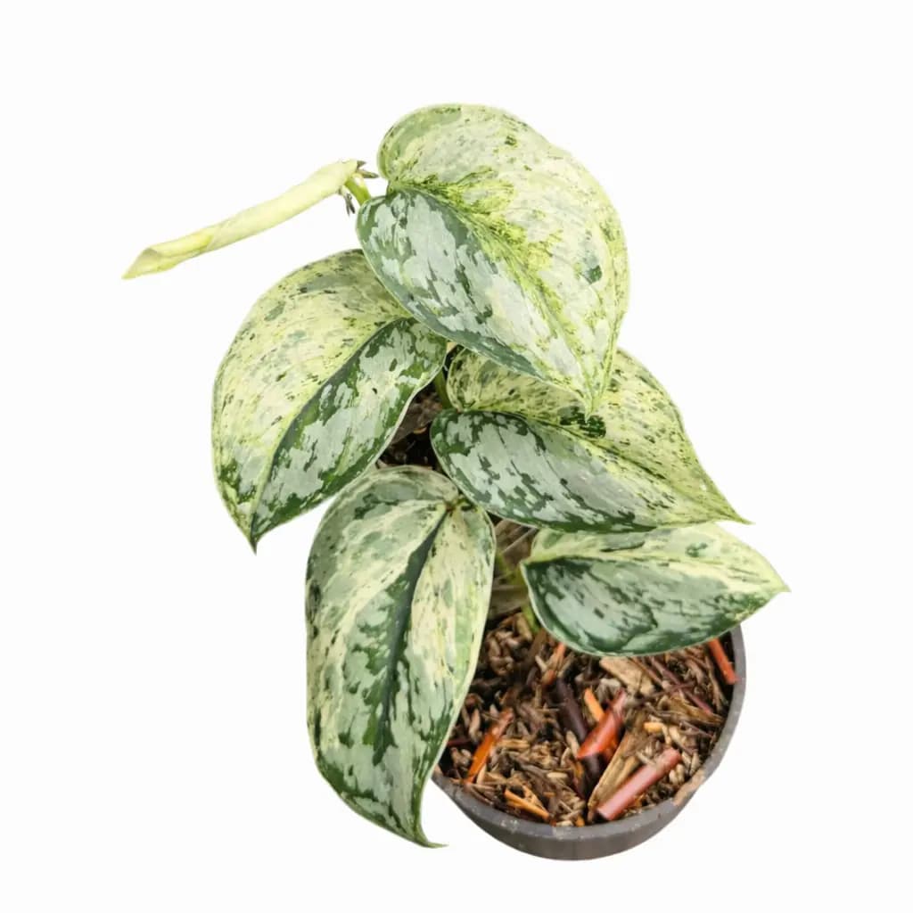 Scindapsus Exotica Peasun