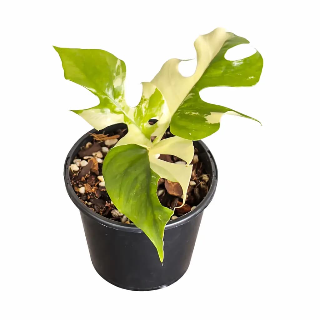 Rhaphidophora Tetrasperma Variegated thumbnail 1