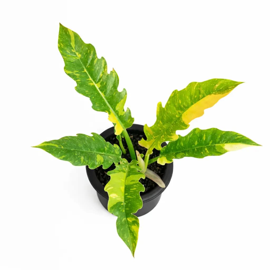 Philodendron Ring of Fire Variegated thumbnail 1