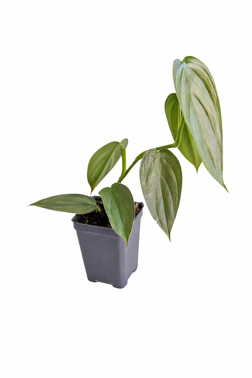 Philodendron Burle Marx Fantasy