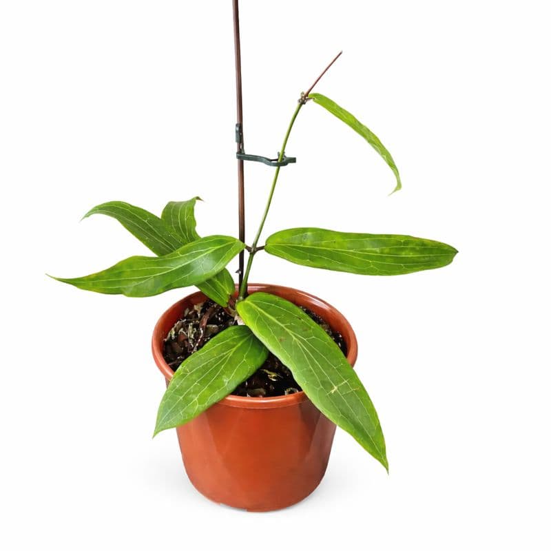 Hoya Bordenii thumbnail 1