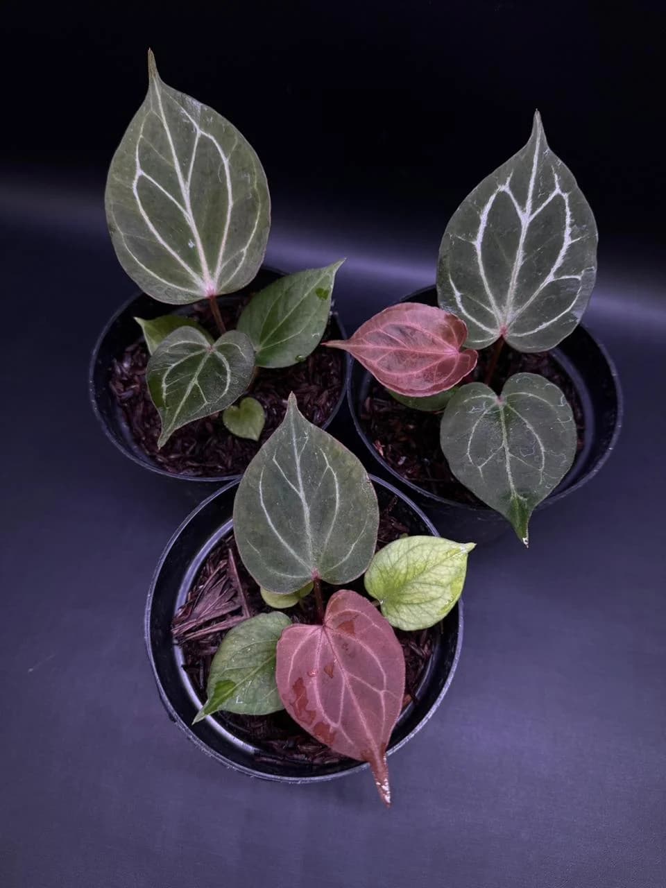 Anthurium King of Spades (HU)