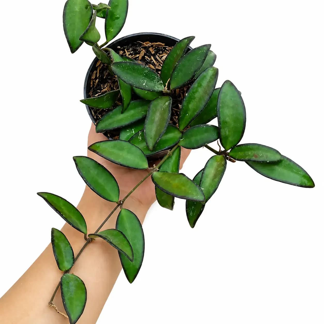Hoya Rosita thumbnail 1