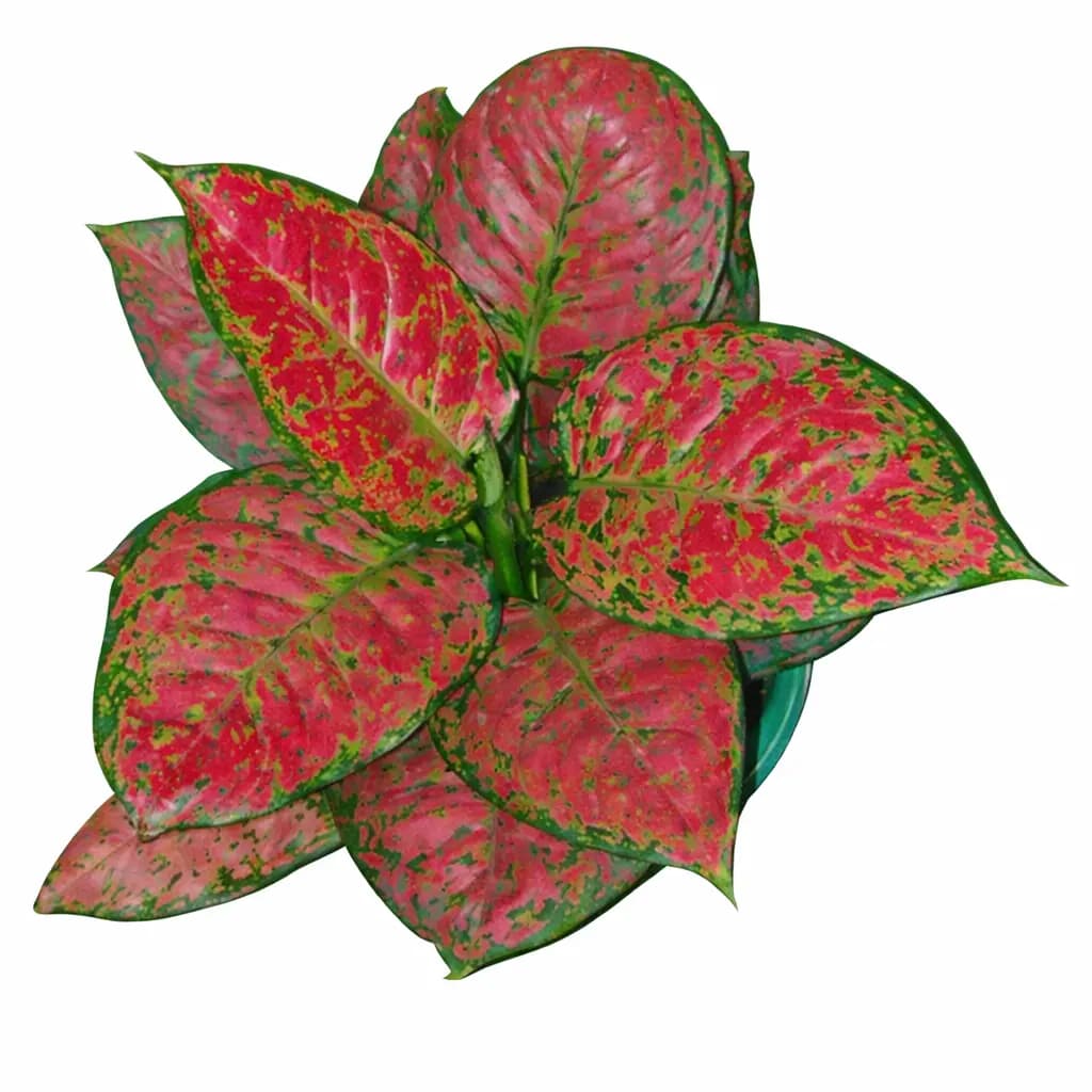 Aglaonema Dud Anjamani thumbnail 1