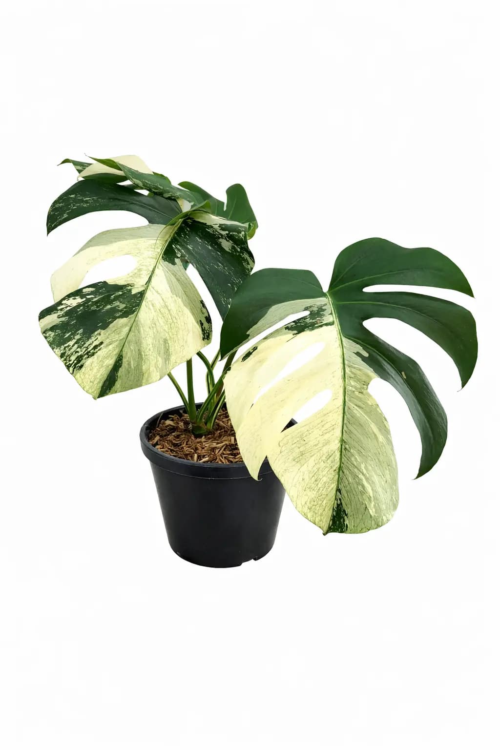 Monstera Mint Variegated thumbnail 1
