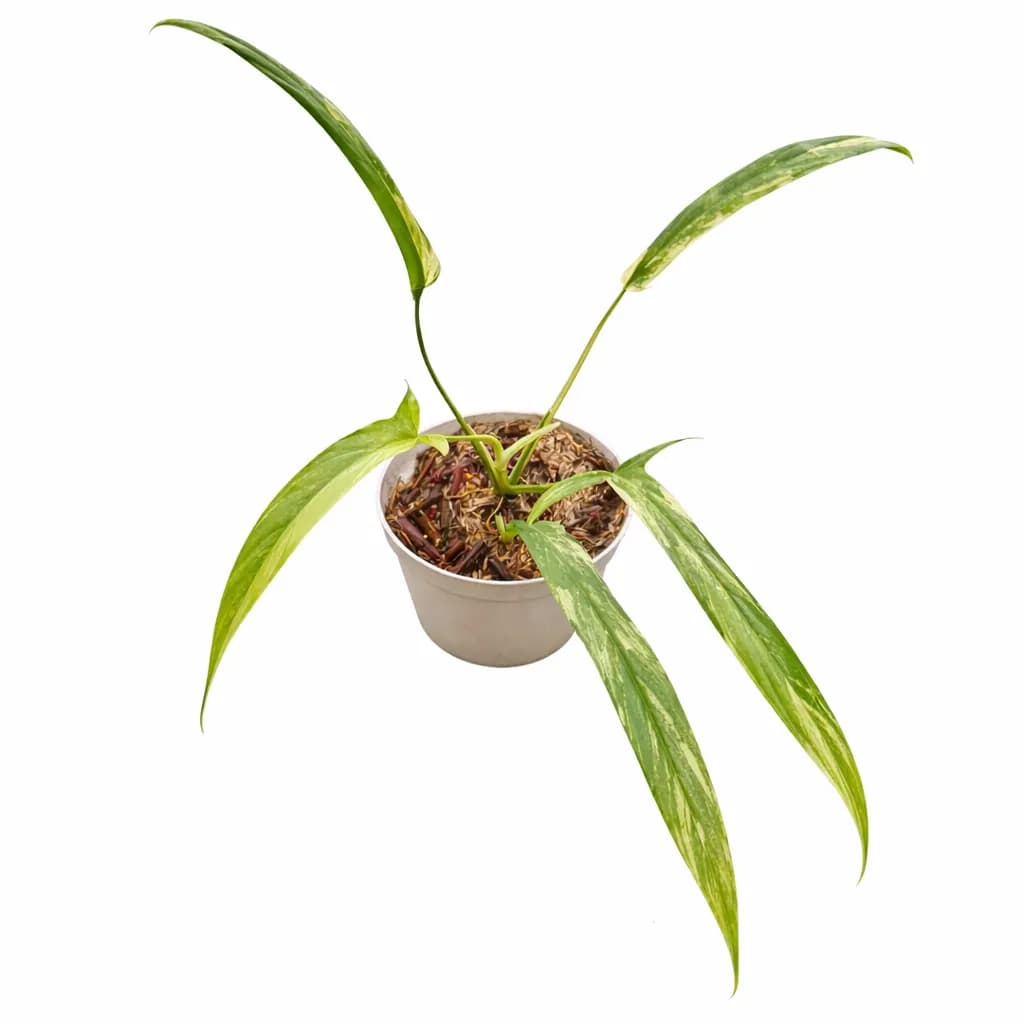 Philodendron Holtonianum Variegated thumbnail 1