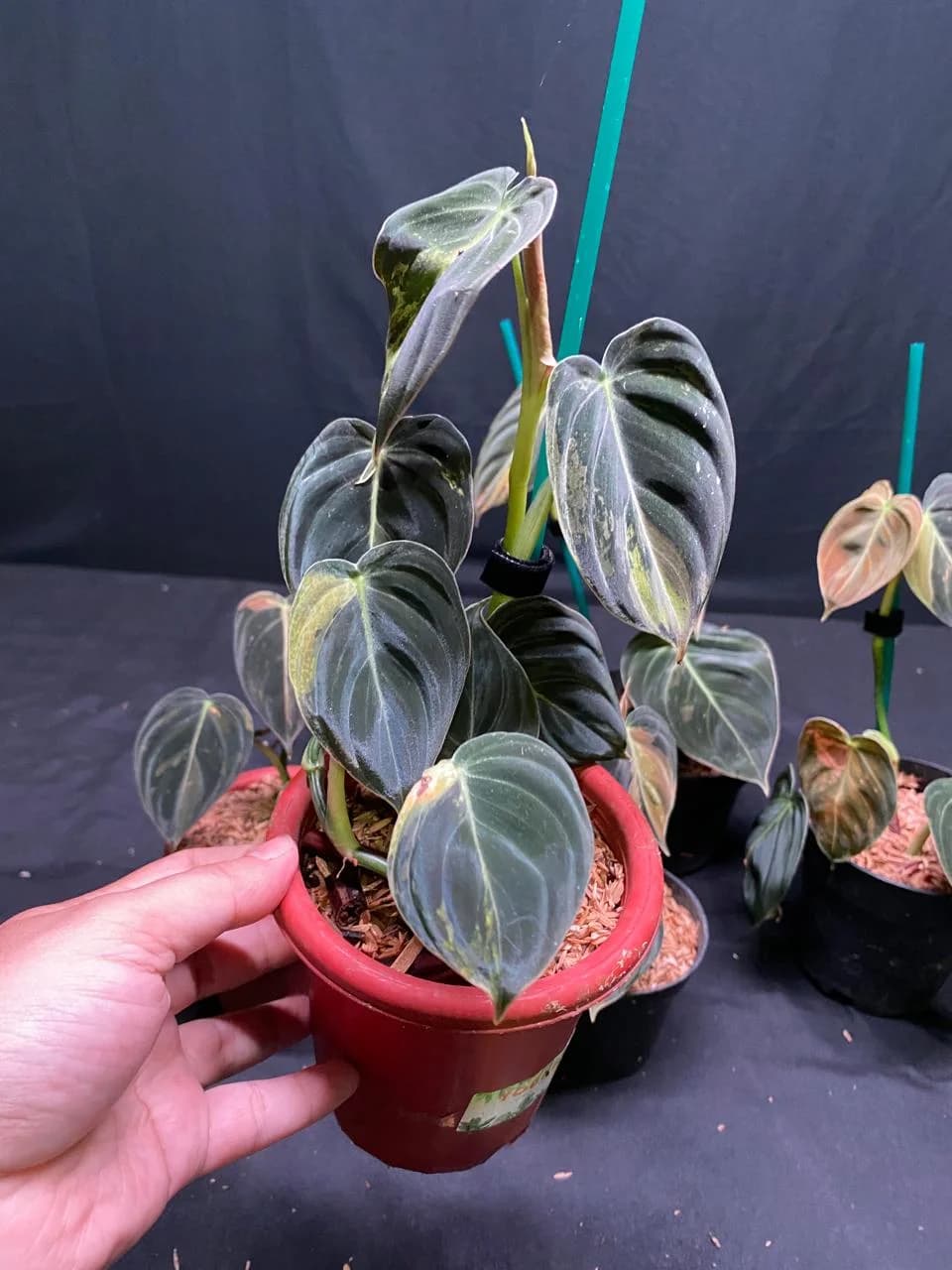 Philodendron Melanochrysum Variegated thumbnail 4